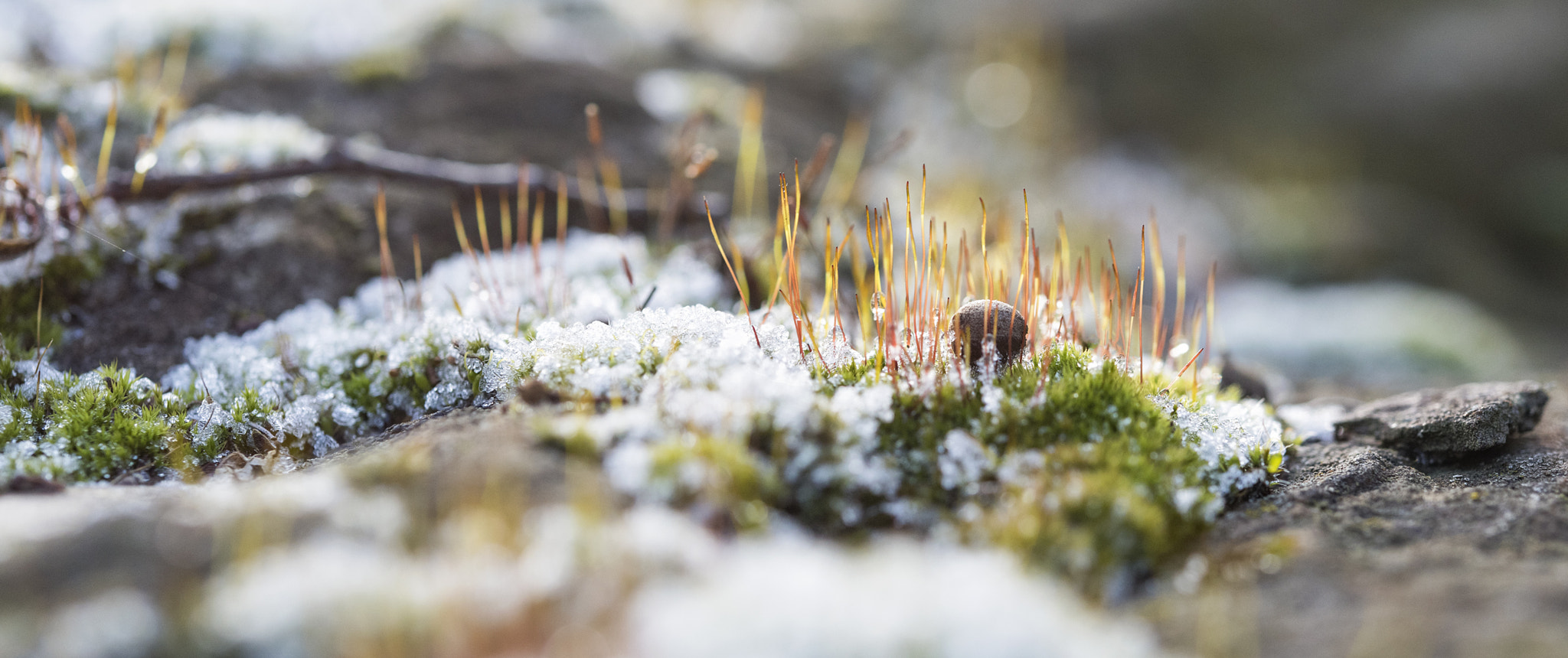 Nikon AF-S Micro-Nikkor 60mm F2.8G ED sample photo. ... photography