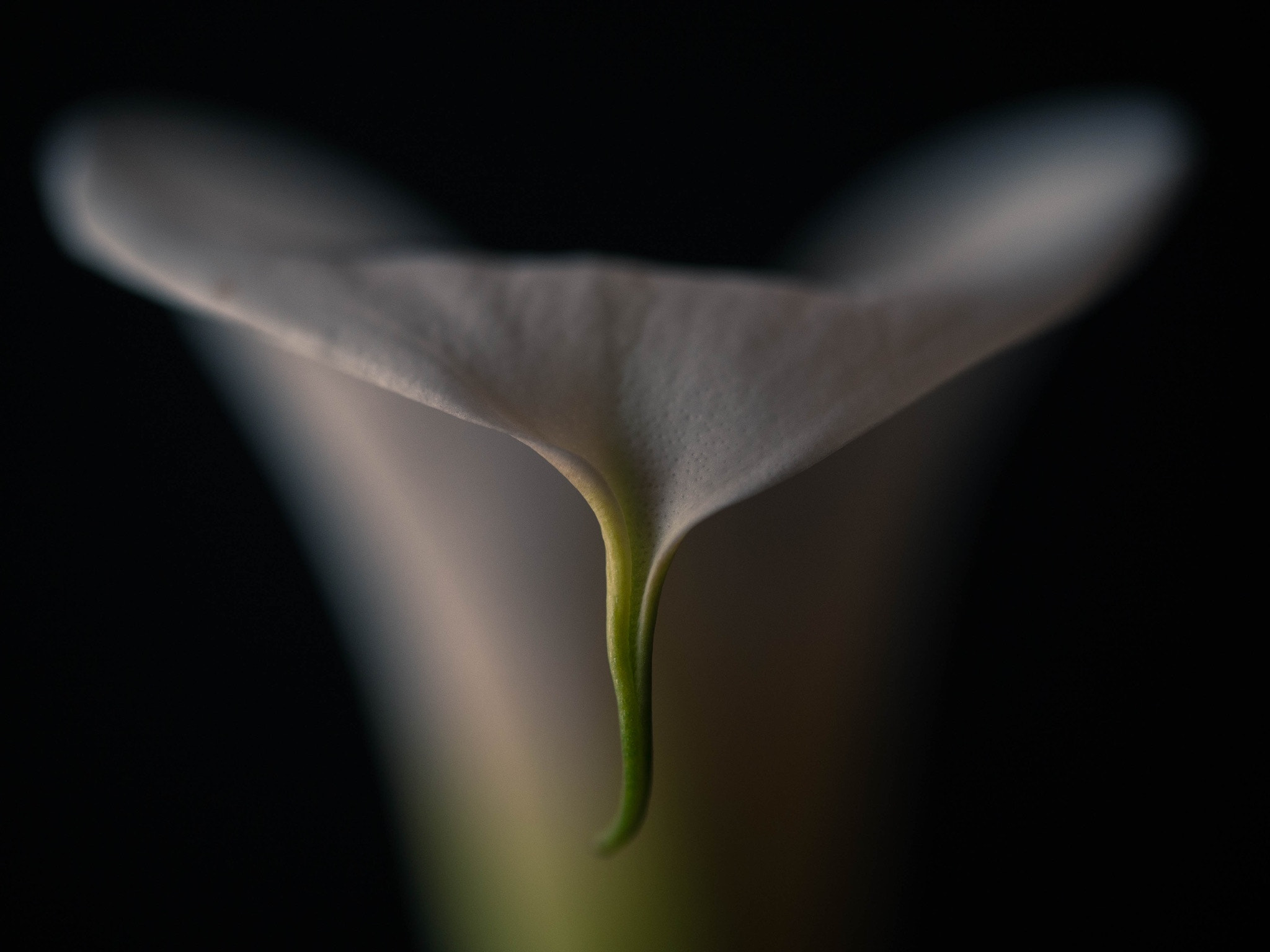 Panasonic Leica DG Macro-Elmarit 45mm F2.8 ASPH OIS sample photo