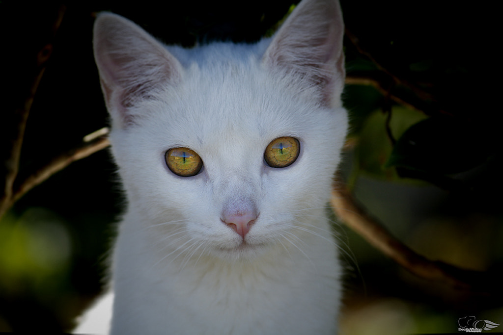 Canon EF-S 55-250mm F4-5.6 IS sample photo. Mg photography