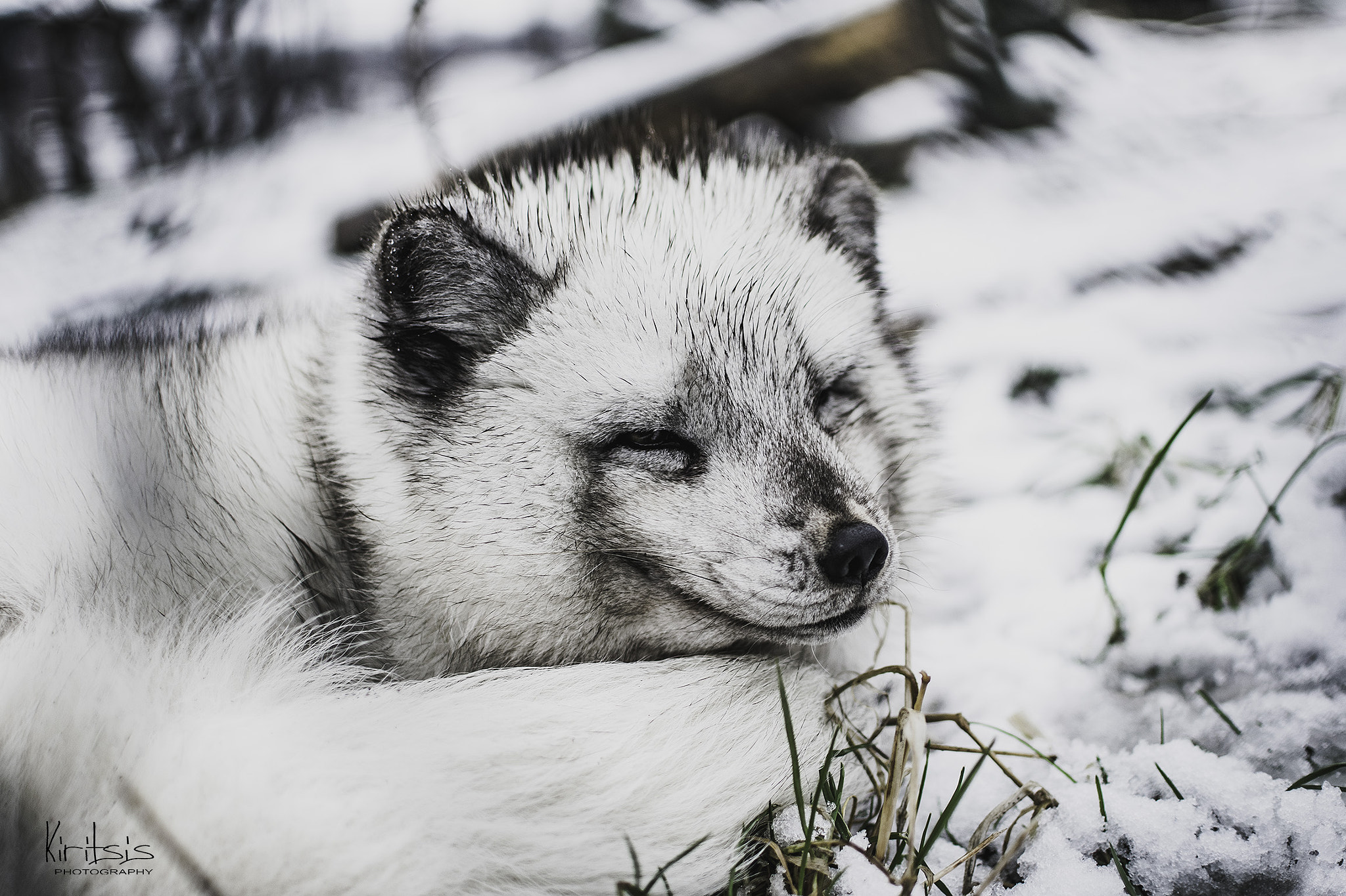 Nikon D3400 + Nikon AF-S DX Nikkor 35mm F1.8G sample photo. Artic fox photography