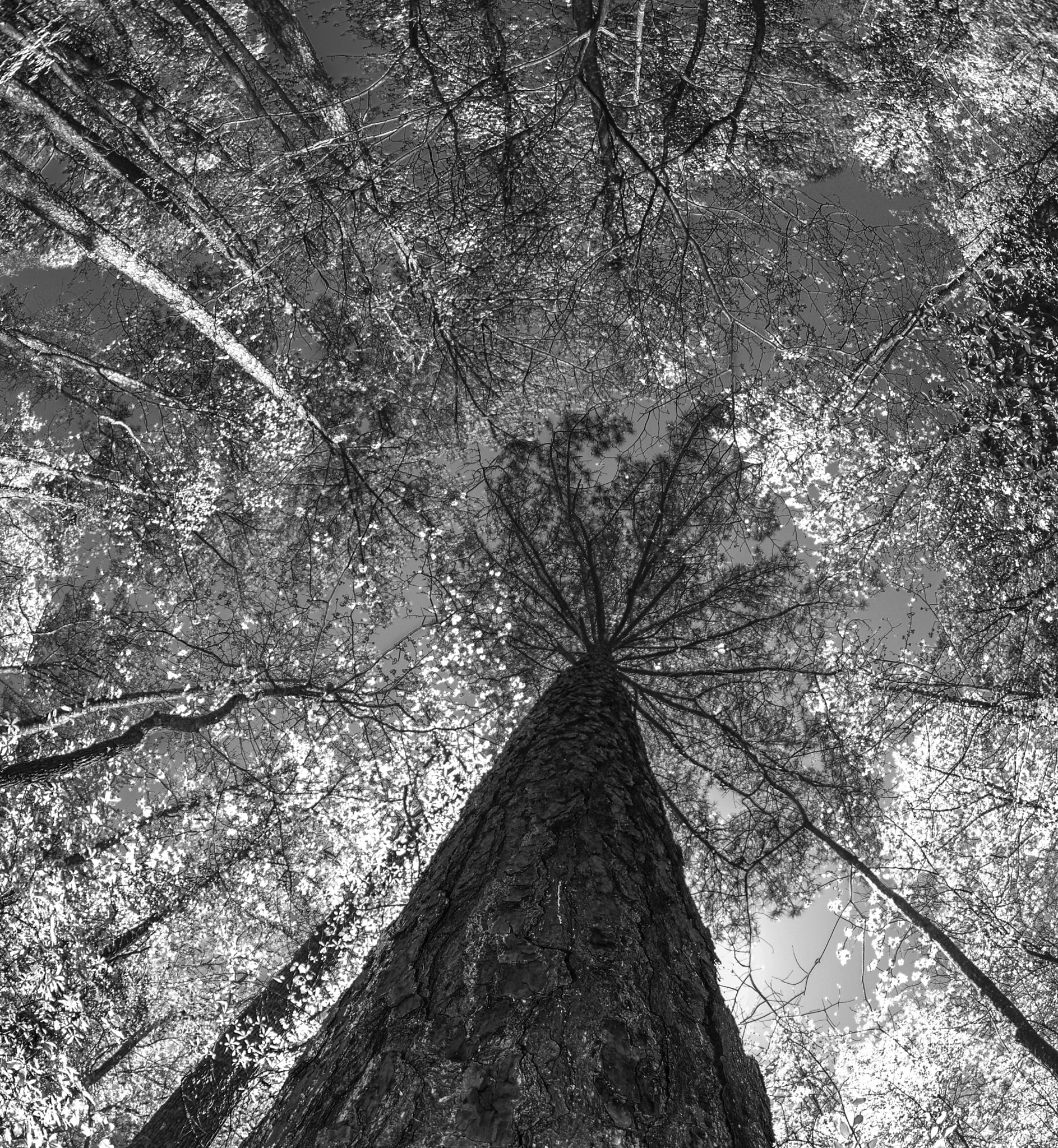 Pentax smc DA 10-17mm F3.5-4.5 ED (IF) Fisheye sample photo. Looking up the tree b&w photography