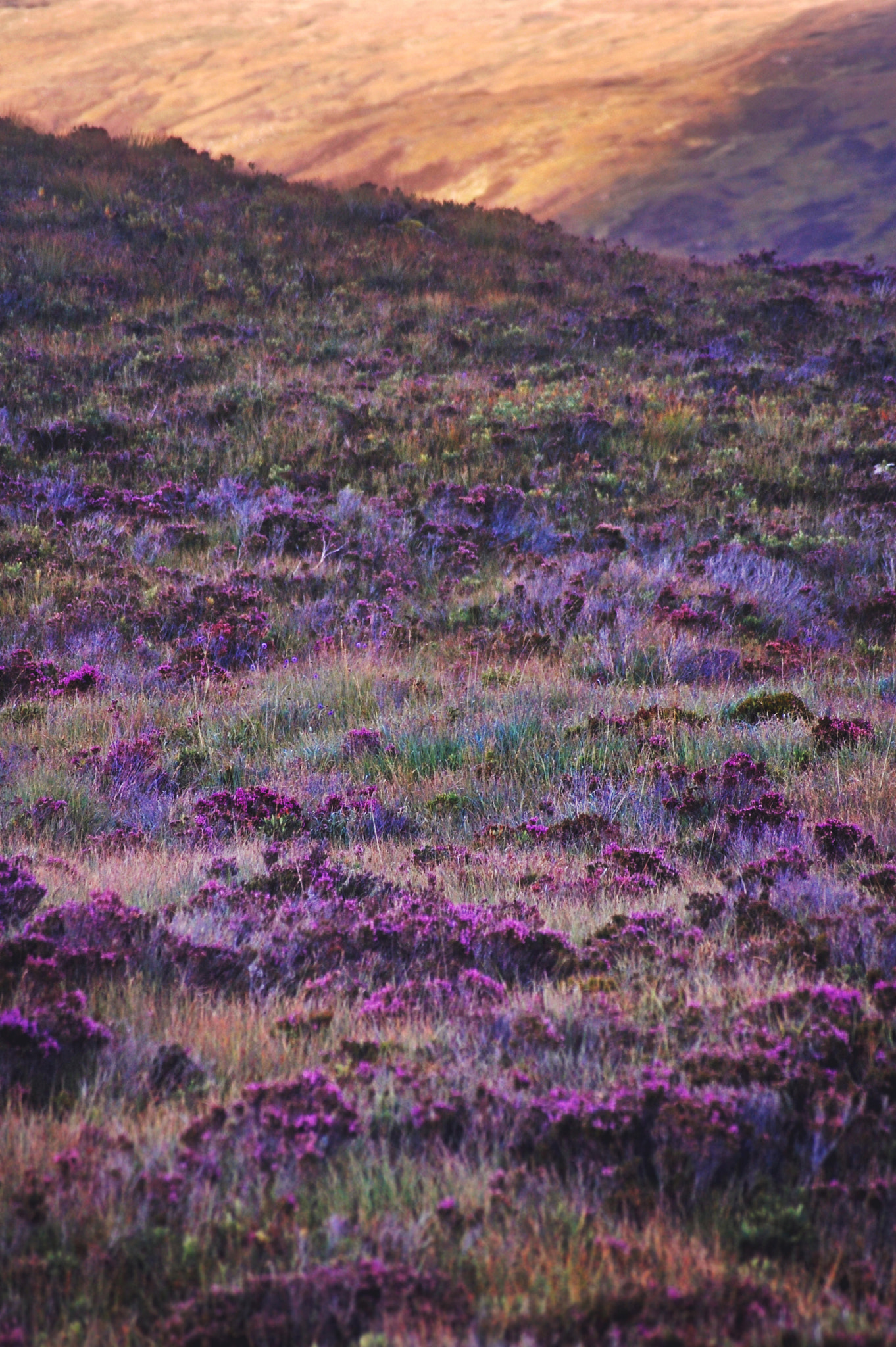 Nikon D40 + Sigma 55-200mm F4-5.6 DC HSM sample photo. A place called heather photography