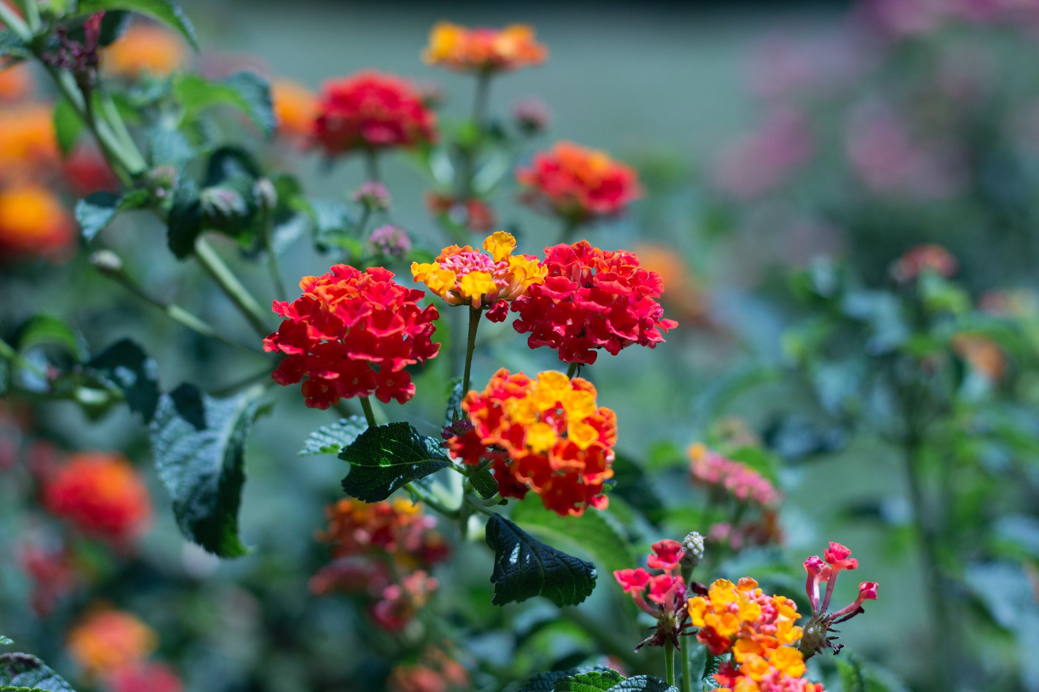 Canon EOS 600D (Rebel EOS T3i / EOS Kiss X5) sample photo. Img photography