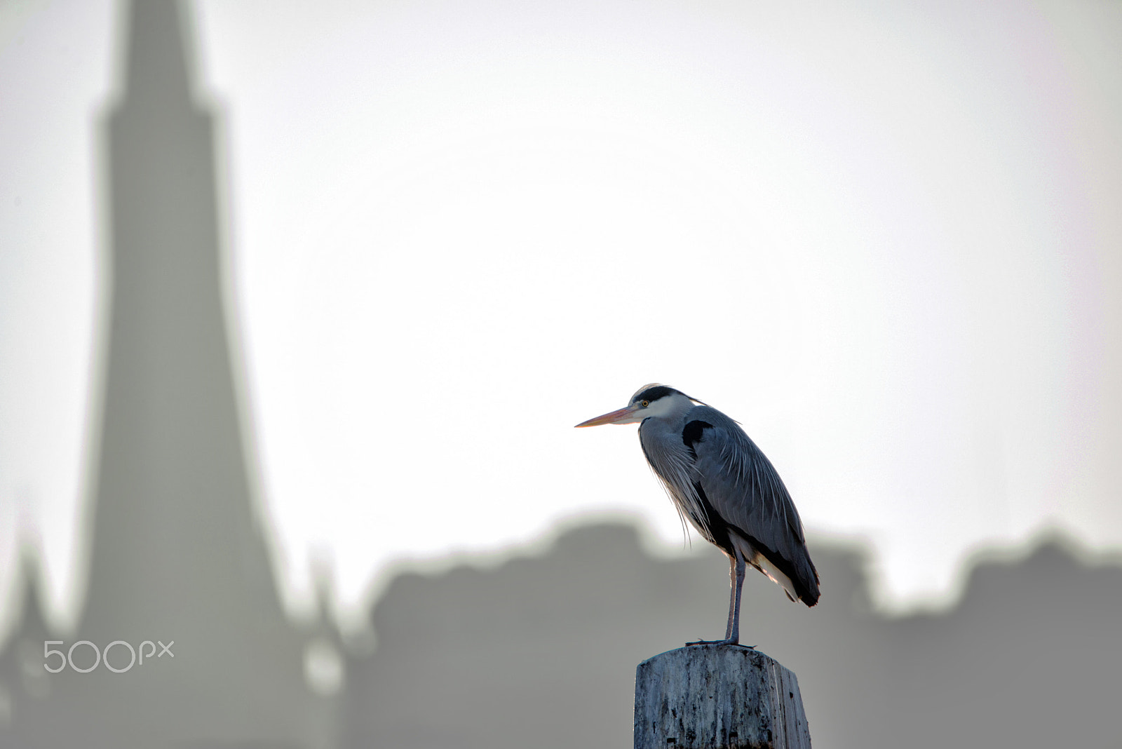 Nikon D800 sample photo. Czapla siwa na tle zamku/ grey heron photography