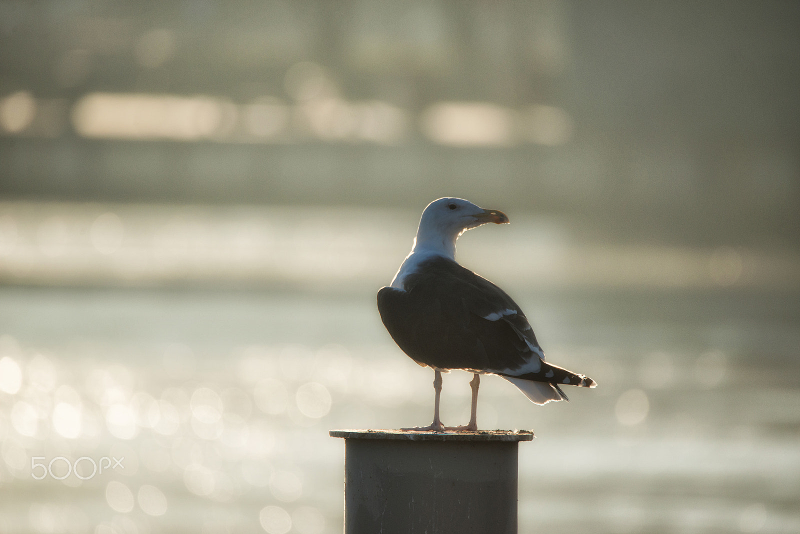 Nikon D800 sample photo. Mewa srebrzysta (larus argentatus) photography
