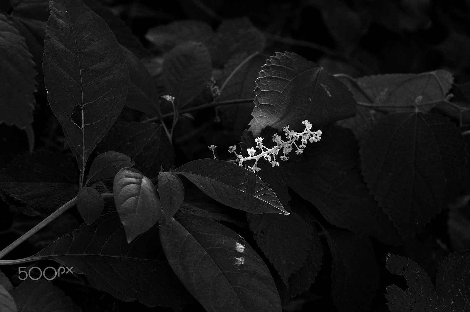 Nikon D90 sample photo. Sunlight through the wild flowers photography