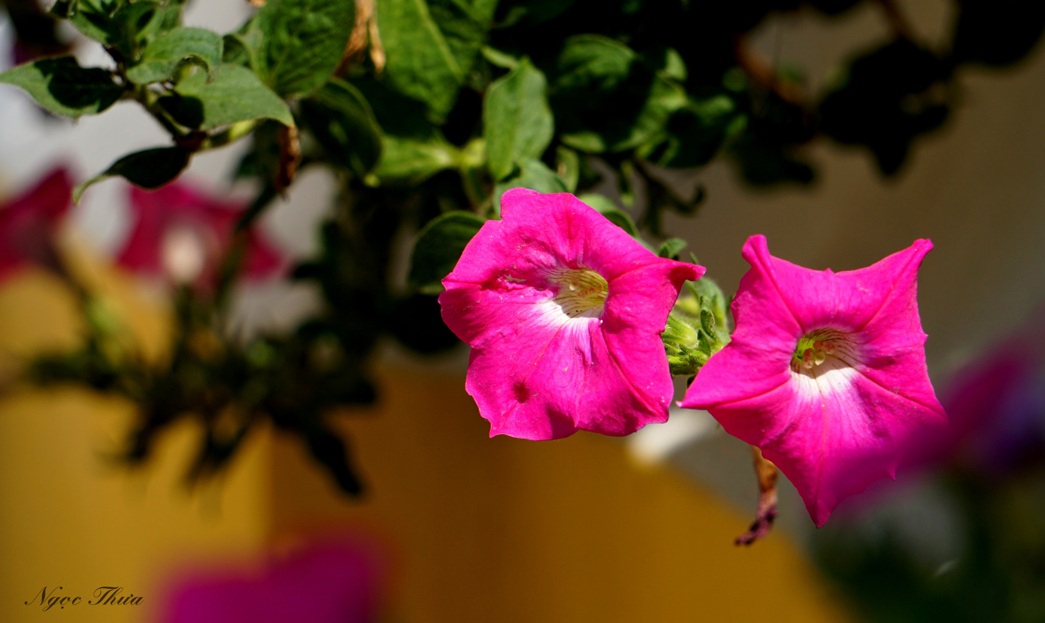 Sony FE 24-240mm F3.5-6.3 OSS sample photo. Hate has a reason for everything but love is unreasonable. photography