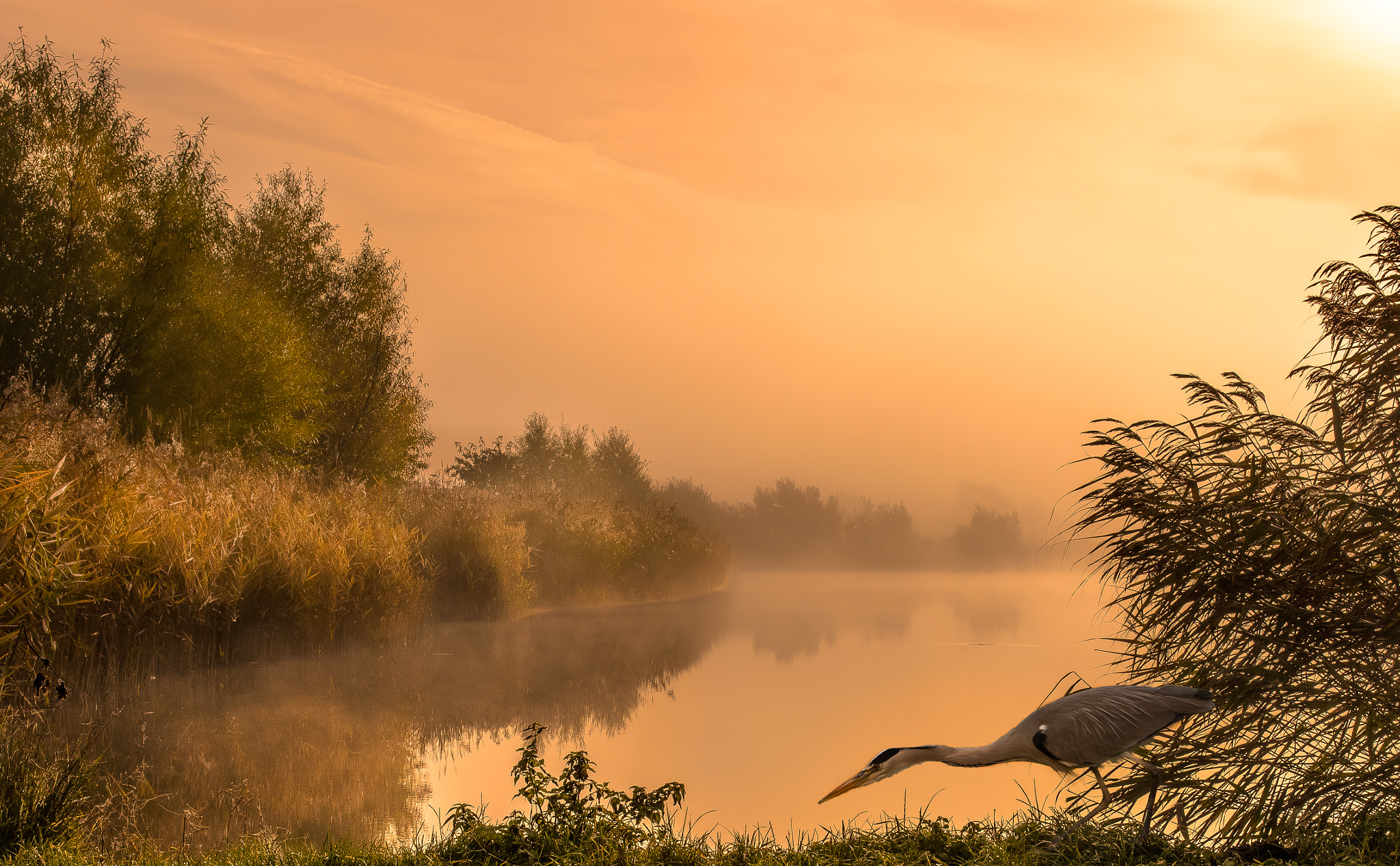 Sigma 150-600mm F5-6.3 DG OS HSM | C sample photo. At the pond photography
