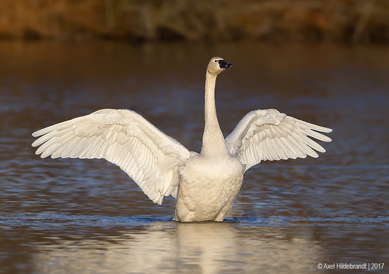 Canon EF 500mm F4L IS USM sample photo. Tundra swan photography