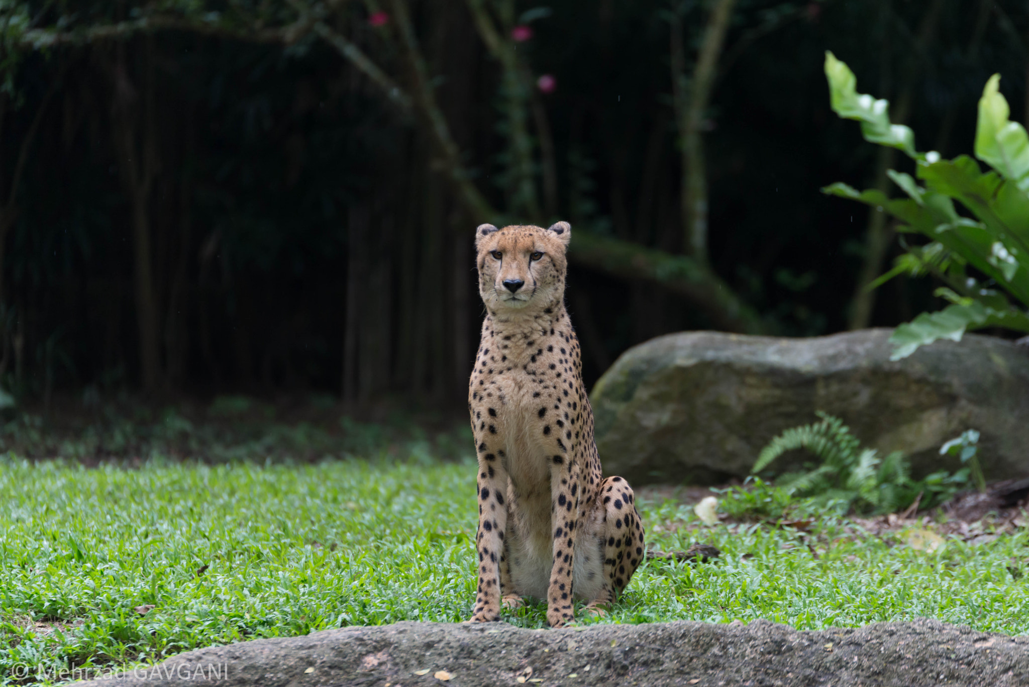 Tamron SP 70-200mm F2.8 Di VC USD sample photo. Edit photography