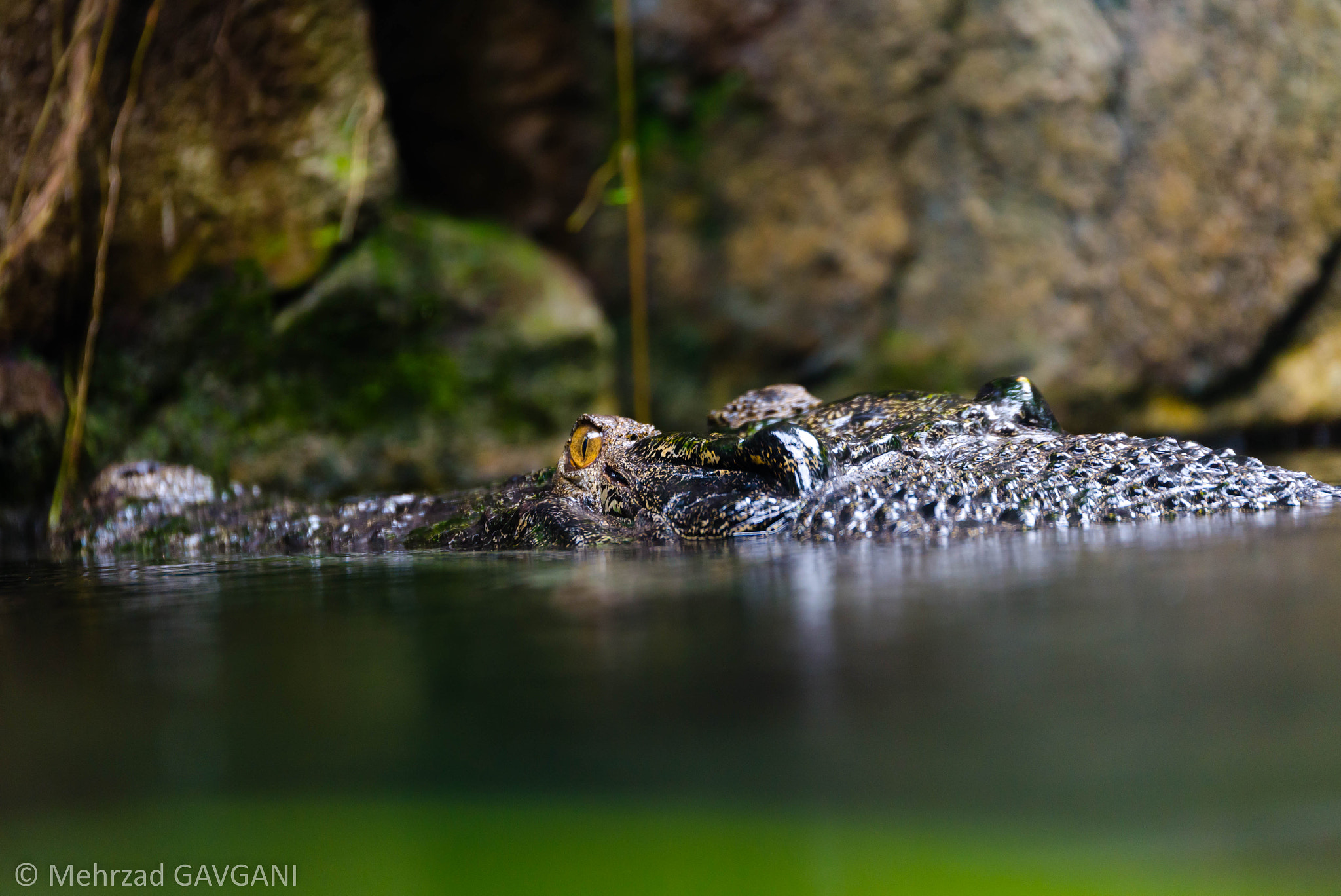 Tamron SP 70-200mm F2.8 Di VC USD sample photo. Mfg photography