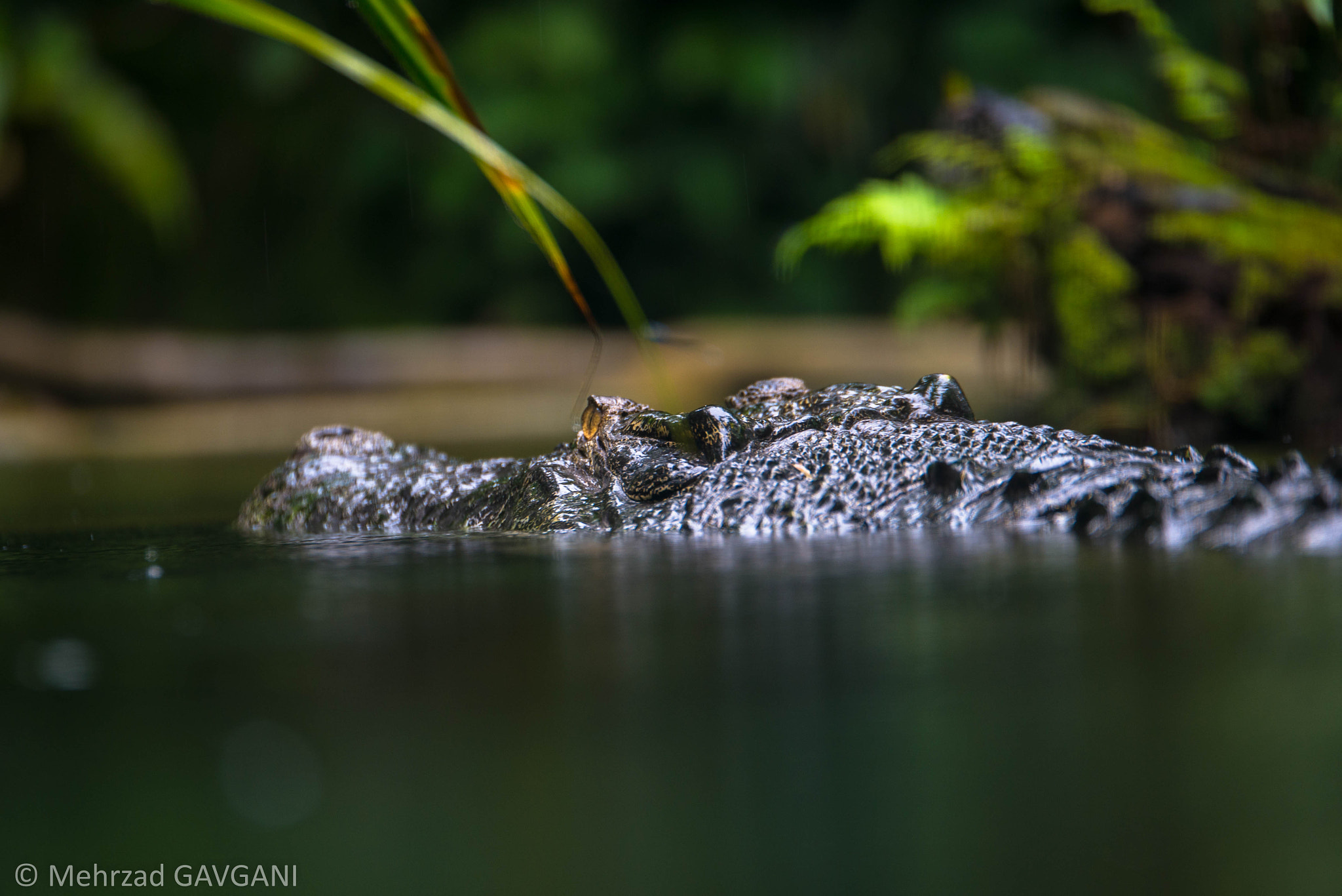 Tamron SP 70-200mm F2.8 Di VC USD sample photo. Mfg photography