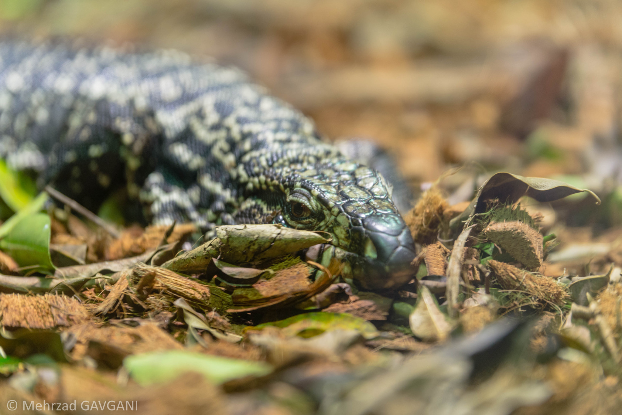 Tamron SP 70-200mm F2.8 Di VC USD sample photo. Mfg photography