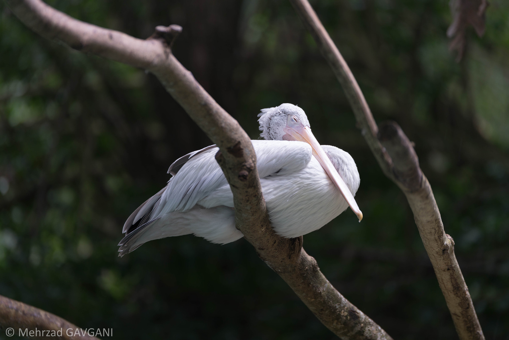 Tamron SP 70-200mm F2.8 Di VC USD sample photo. Mfg photography