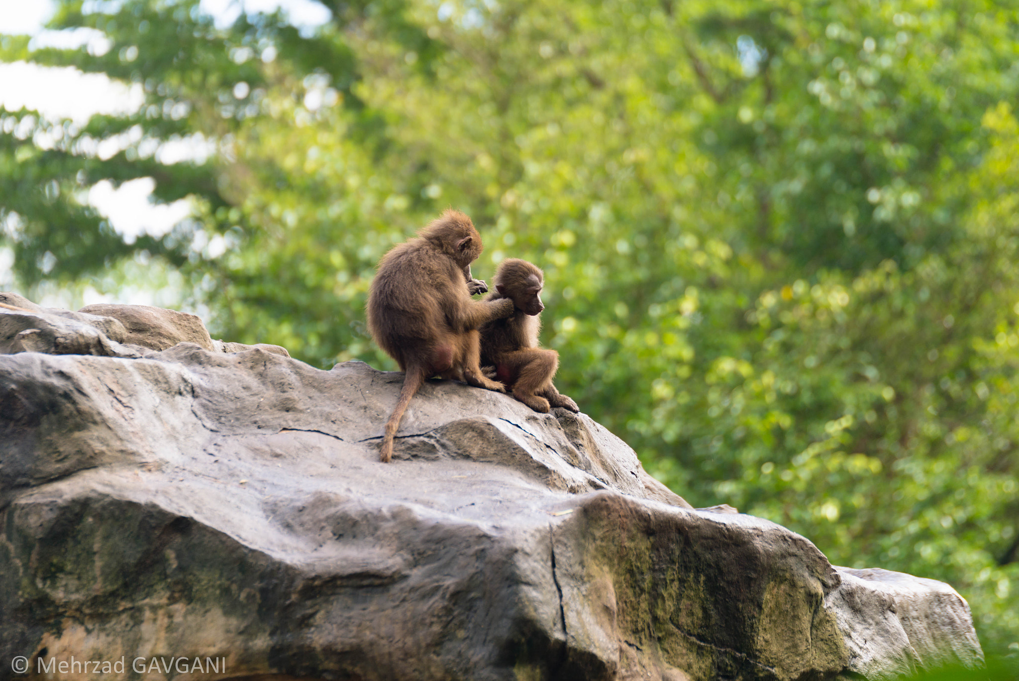 Tamron SP 70-200mm F2.8 Di VC USD sample photo. Mfg photography