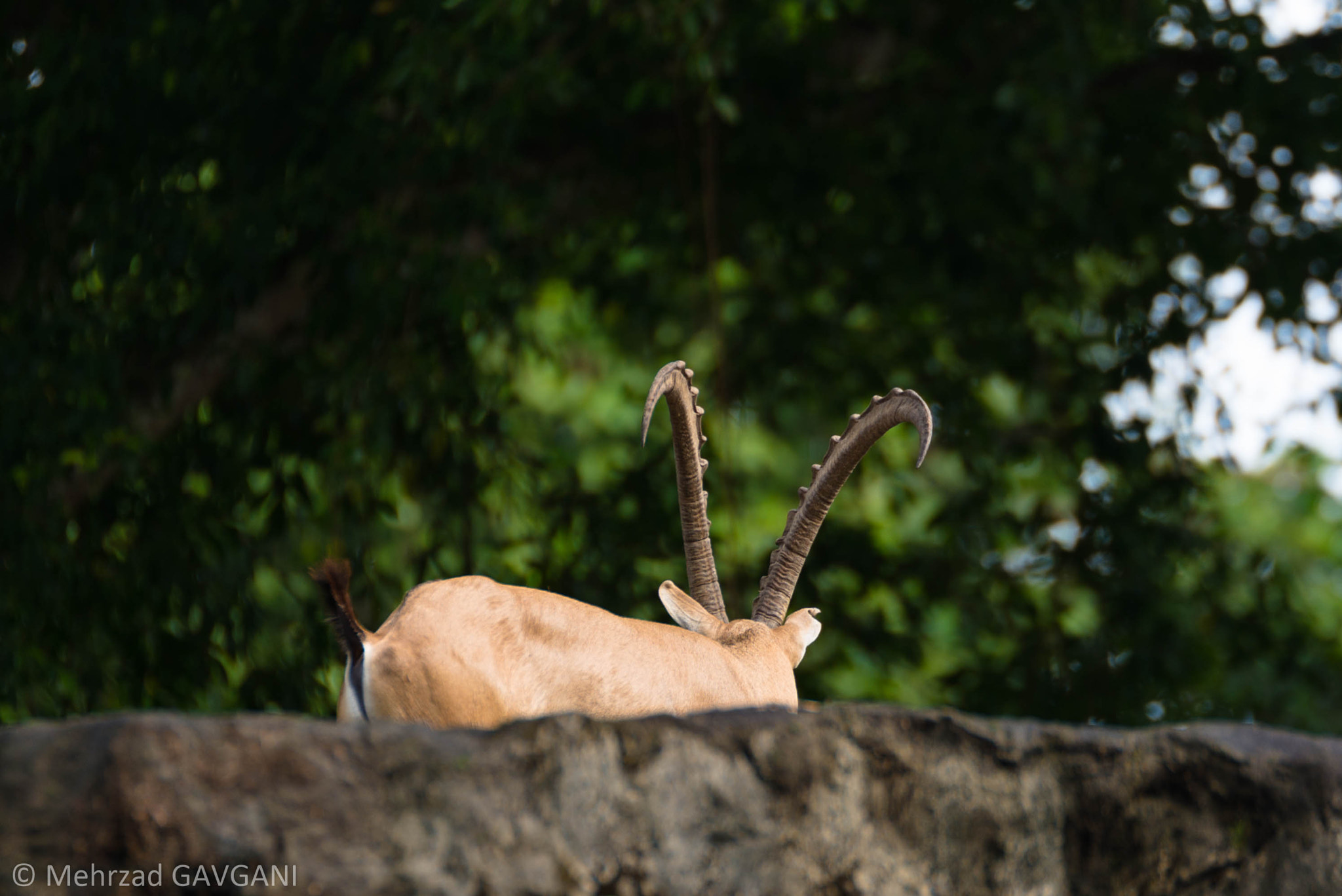 Tamron SP 70-200mm F2.8 Di VC USD sample photo. Mfg photography