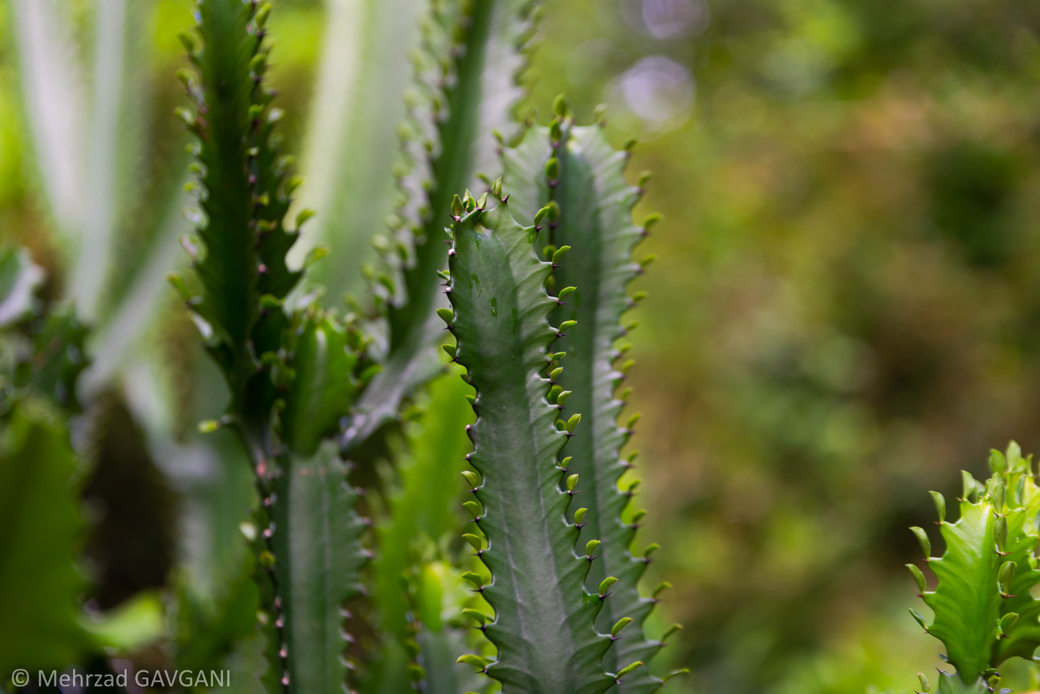 Tamron SP 70-200mm F2.8 Di VC USD sample photo. Mfg photography
