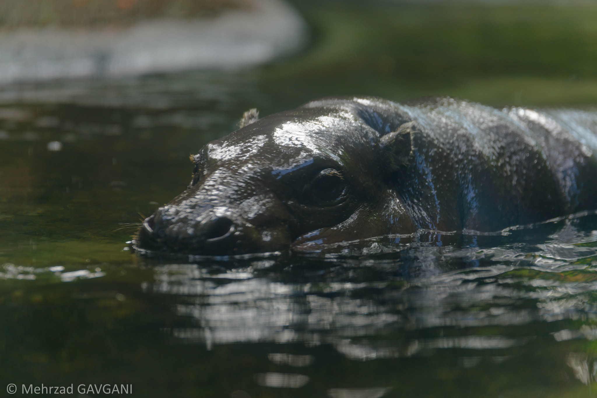 Tamron SP 70-200mm F2.8 Di VC USD sample photo. Mfg photography