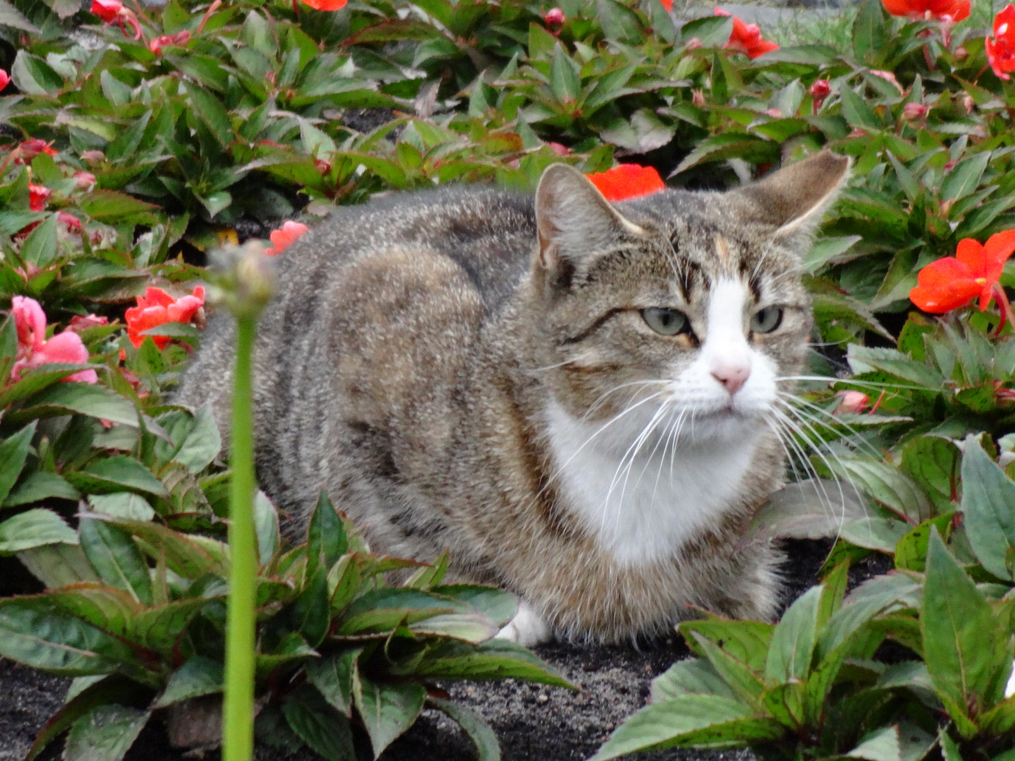 Sony DSC-WX200 sample photo. Cat photography