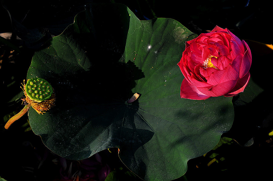 Sigma 24-70mm F2.8 EX DG HSM sample photo. AＢ photography
