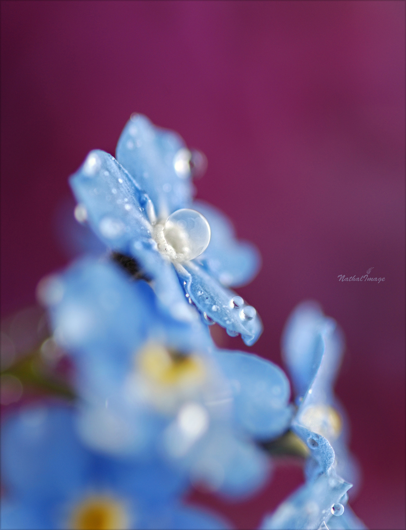 Sigma 105mm F2.8 EX DG Macro sample photo. ~ the bright side ~ photography