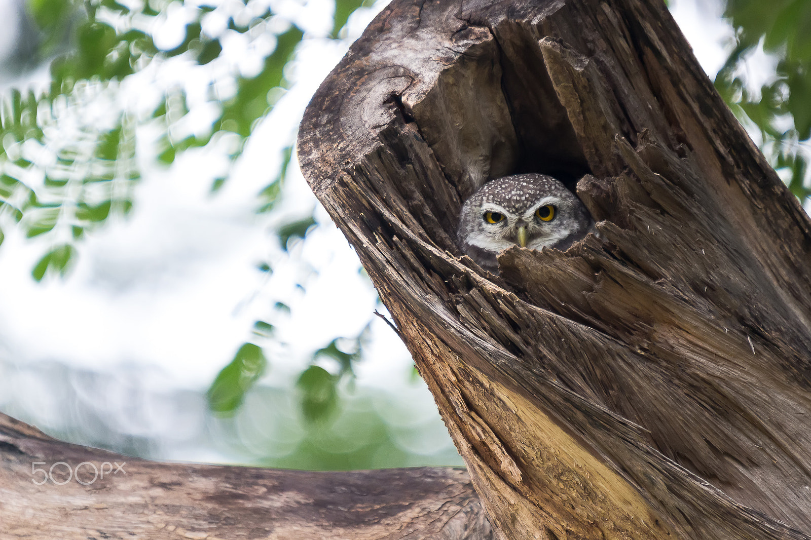Sigma 50-500mm f/4-6.3 APO HSM EX sample photo. Asian barred owlet photography