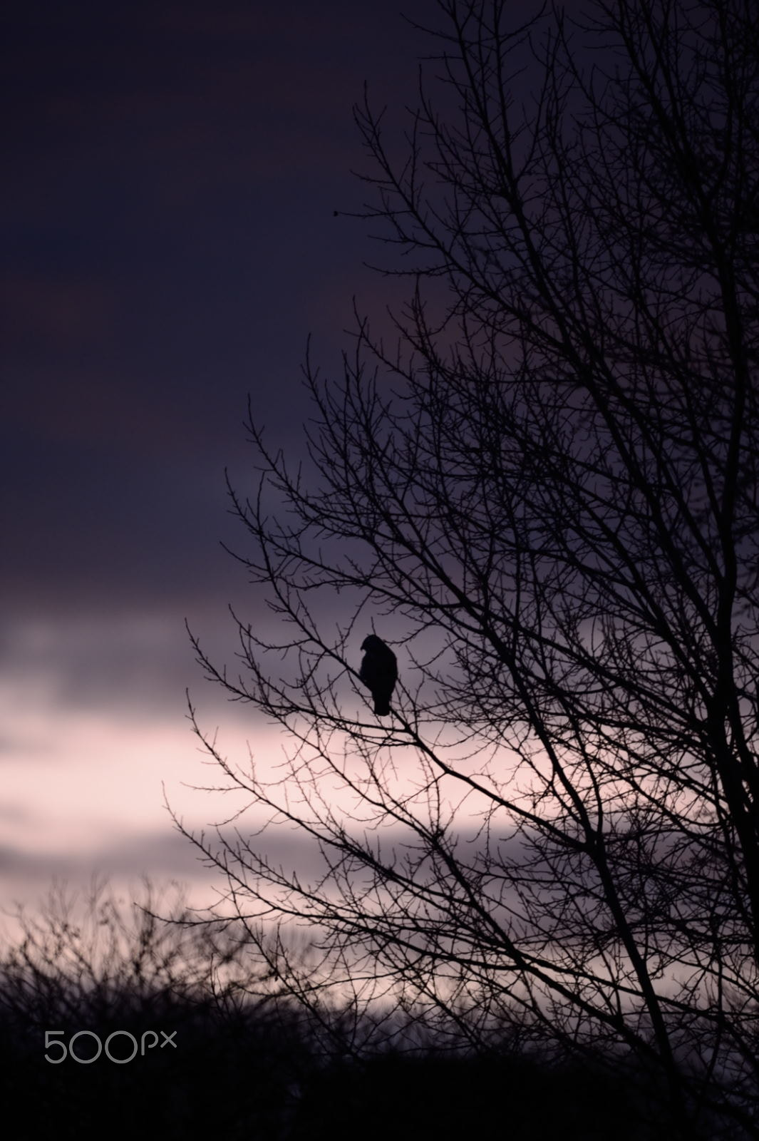 Nikon D4 + Nikon AF-S Nikkor 600mm F4G ED VR sample photo. Before sunrise photography