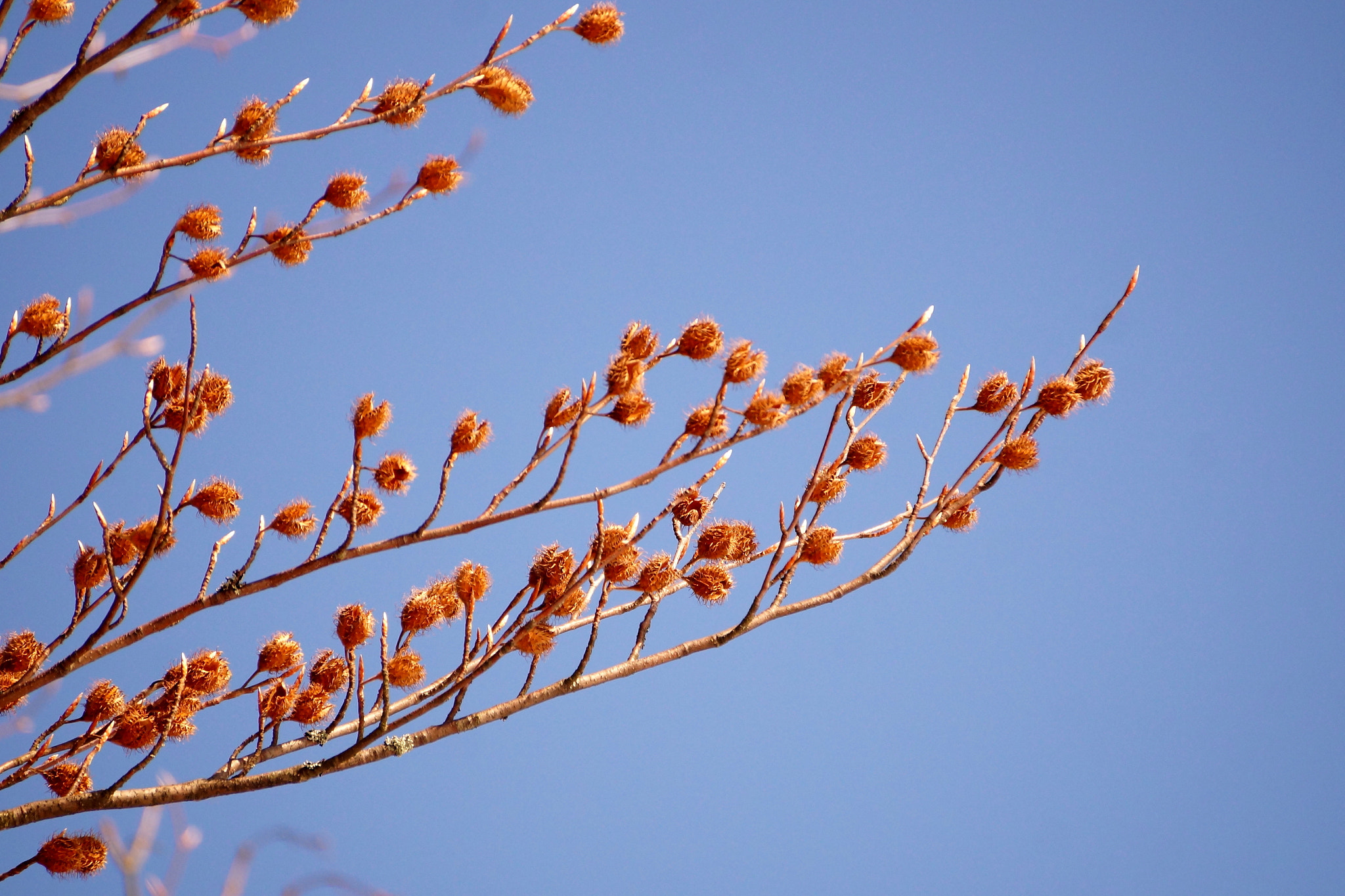 Sony DT 55-300mm F4.5-5.6 SAM sample photo. Fagus sylvatica photography