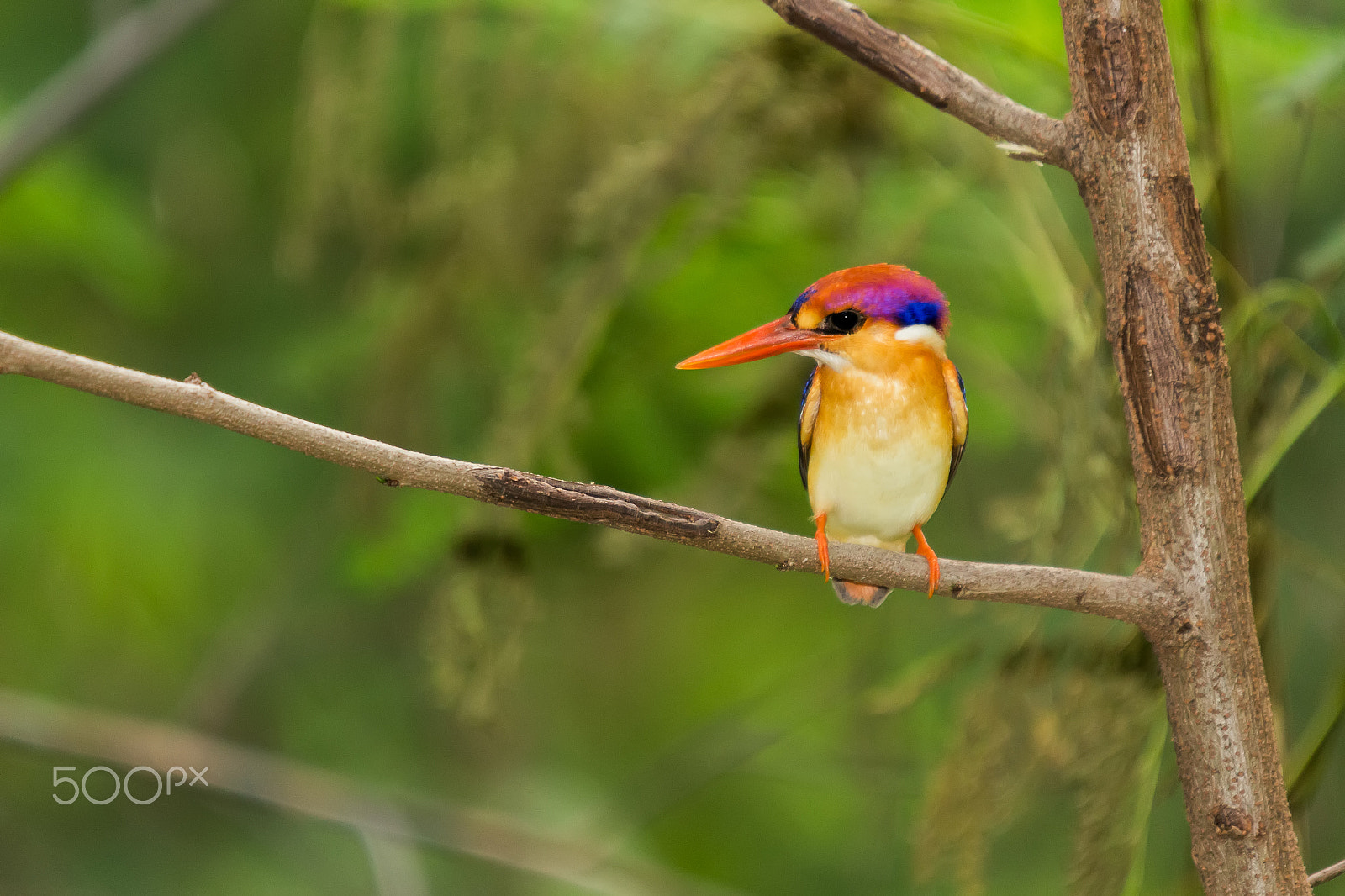 Sigma 50-500mm f/4-6.3 APO HSM EX sample photo. Black-backed kingfisher bird photography