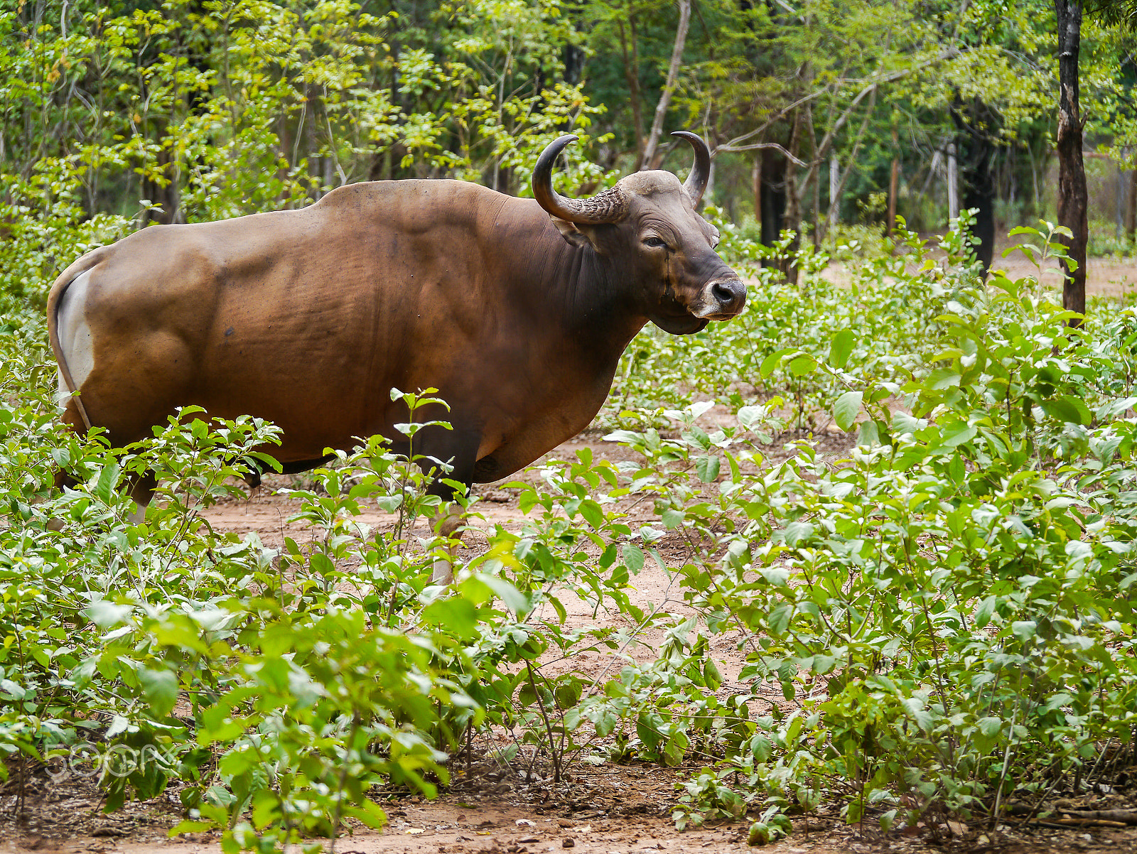 Panasonic Lumix DMC-GX1 + Panasonic Lumix G Vario 100-300mm F4-5.6 OIS sample photo. Banteng in the forest nature background photography