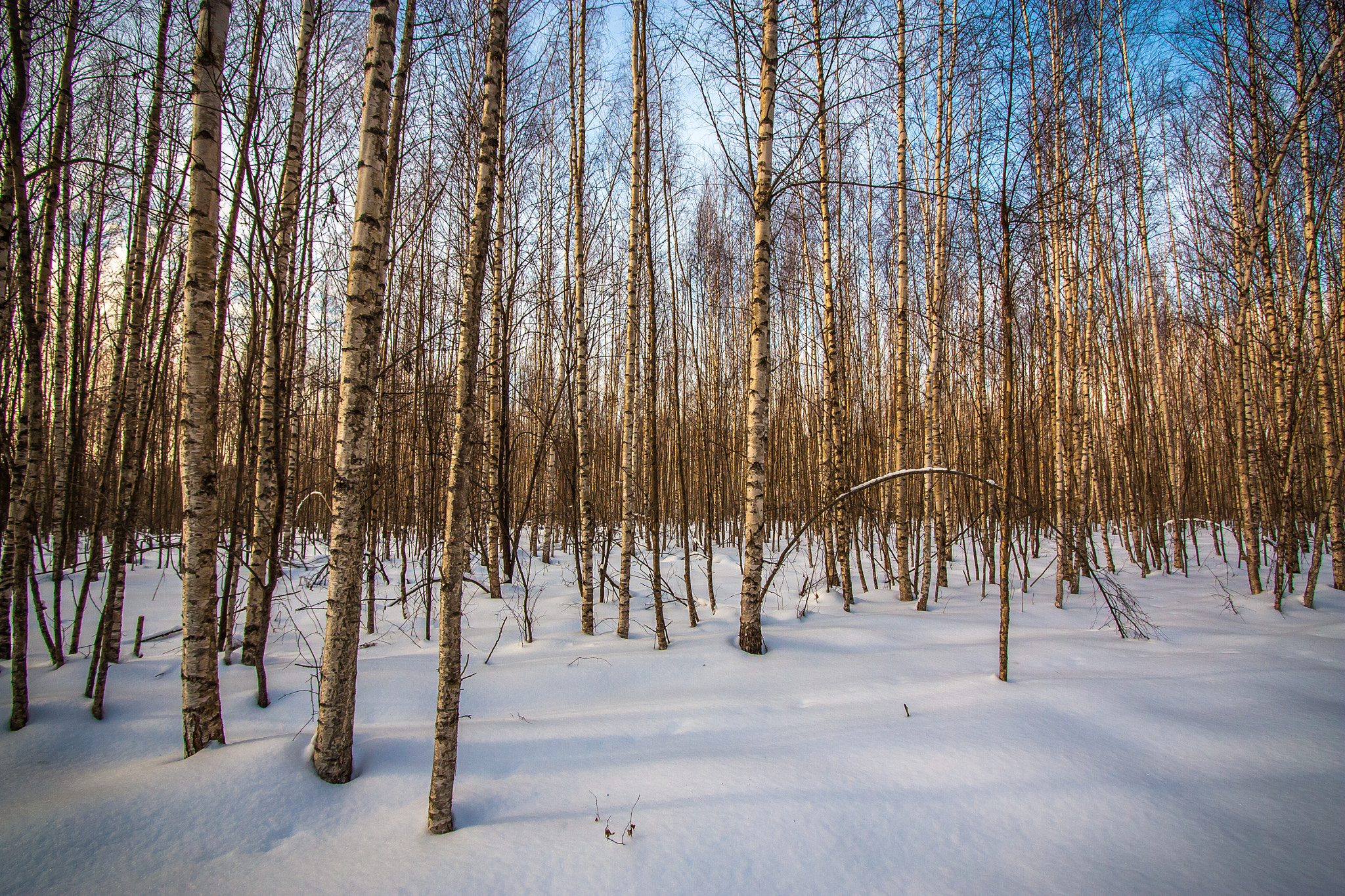 Canon EF-S 10-22mm F3.5-4.5 USM sample photo. Winter forest photography