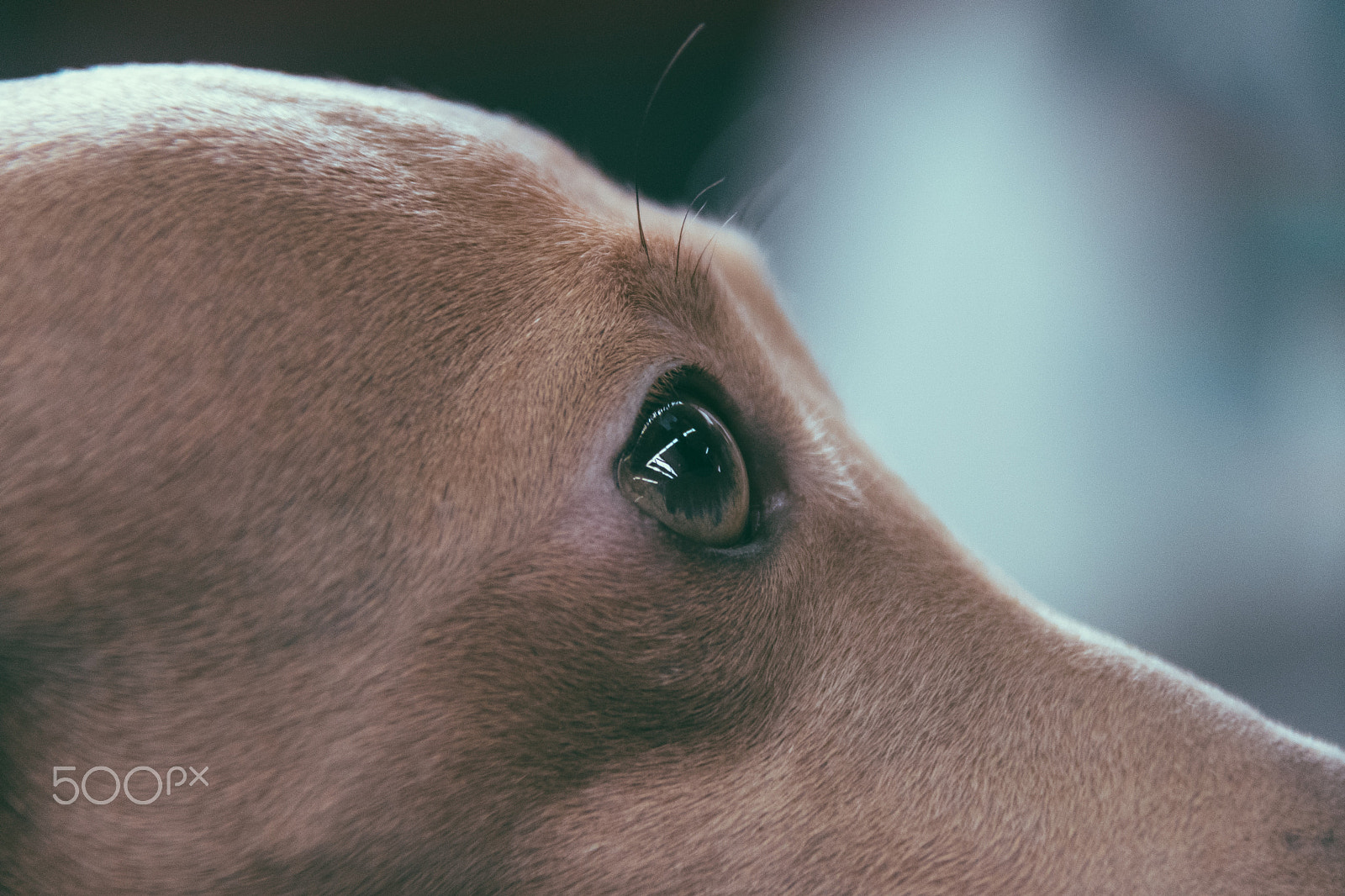 Nikon D500 sample photo. Close-up eye from a italian greyhound dog photography