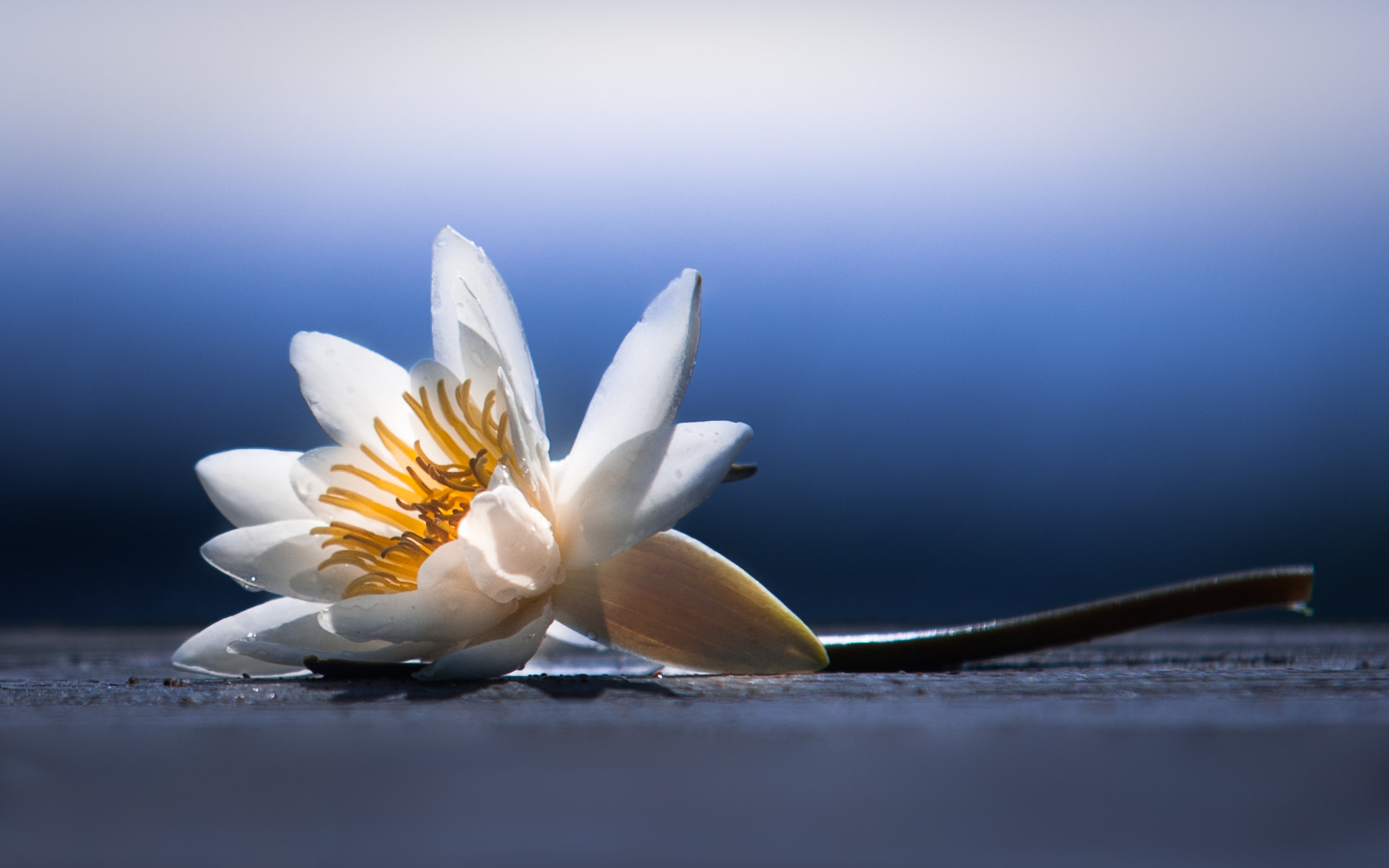 Sigma 70-200mm F2.8 EX DG Macro HSM II sample photo. White beauty photography