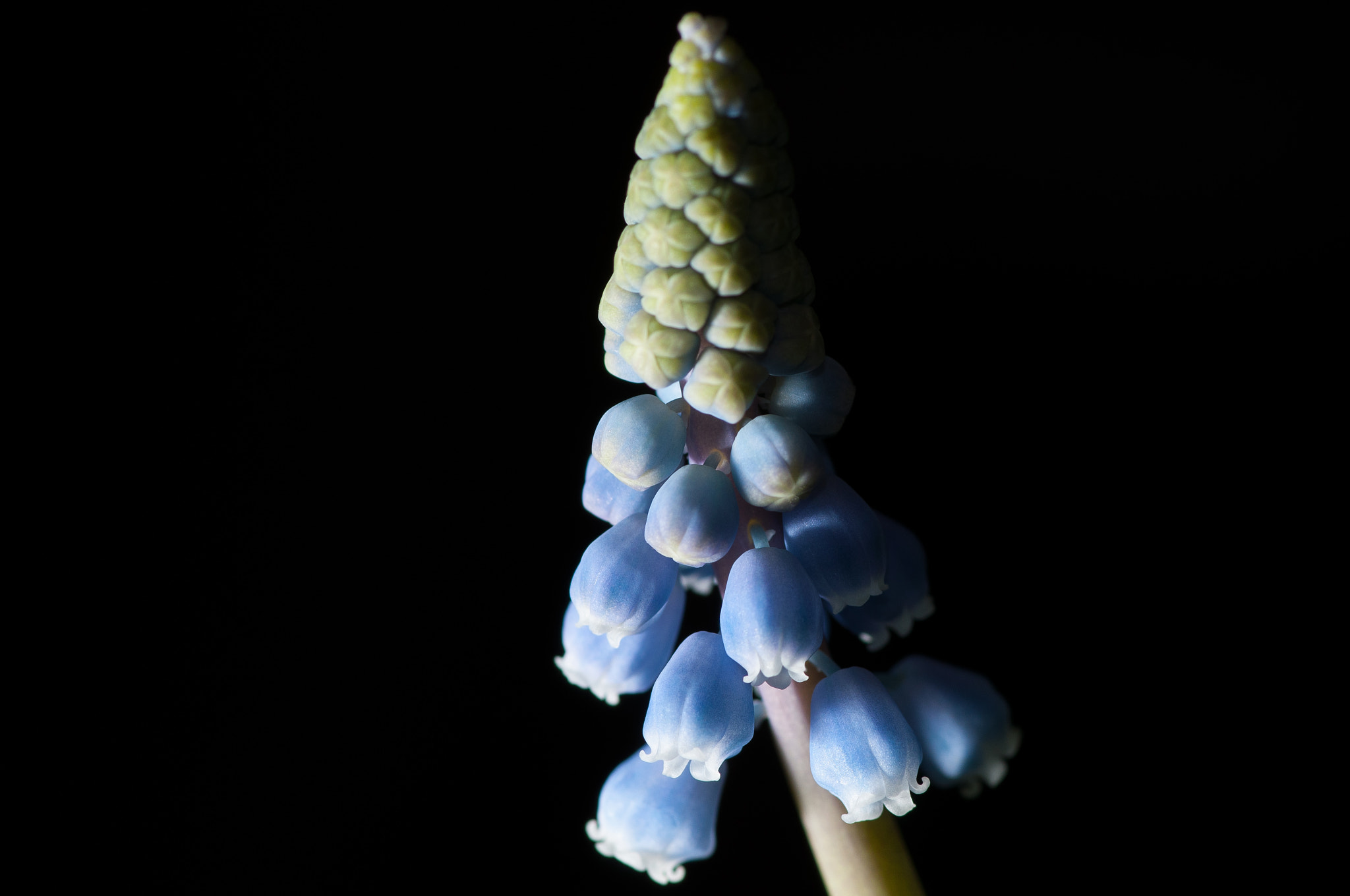 Nikon D300 sample photo. Grape hyacinth photography