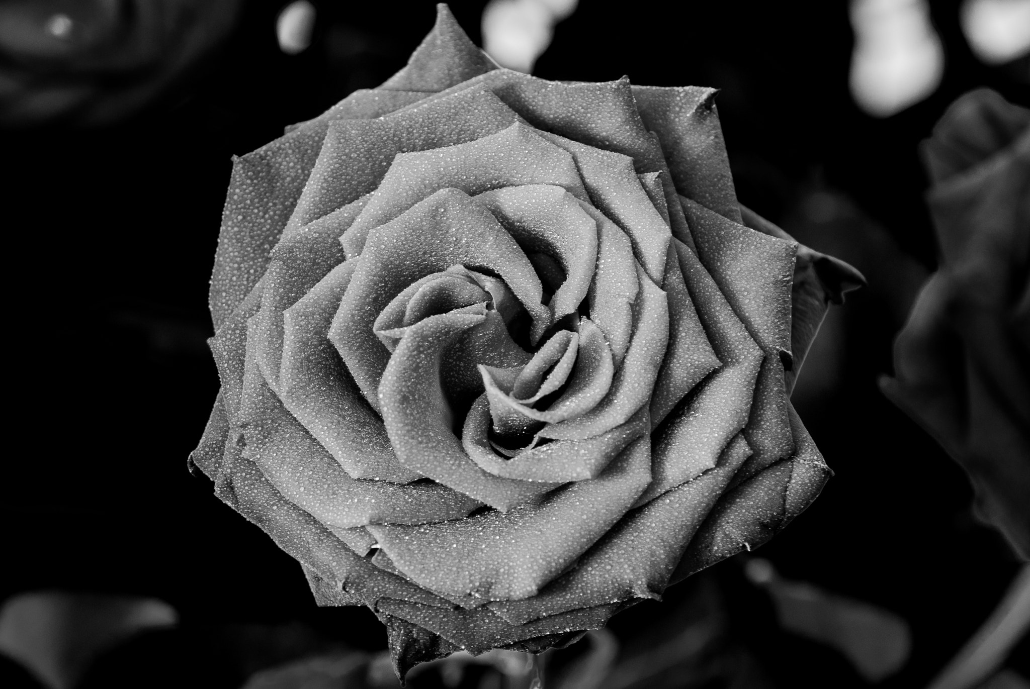 Nikon D80 sample photo. Pain rose photography
