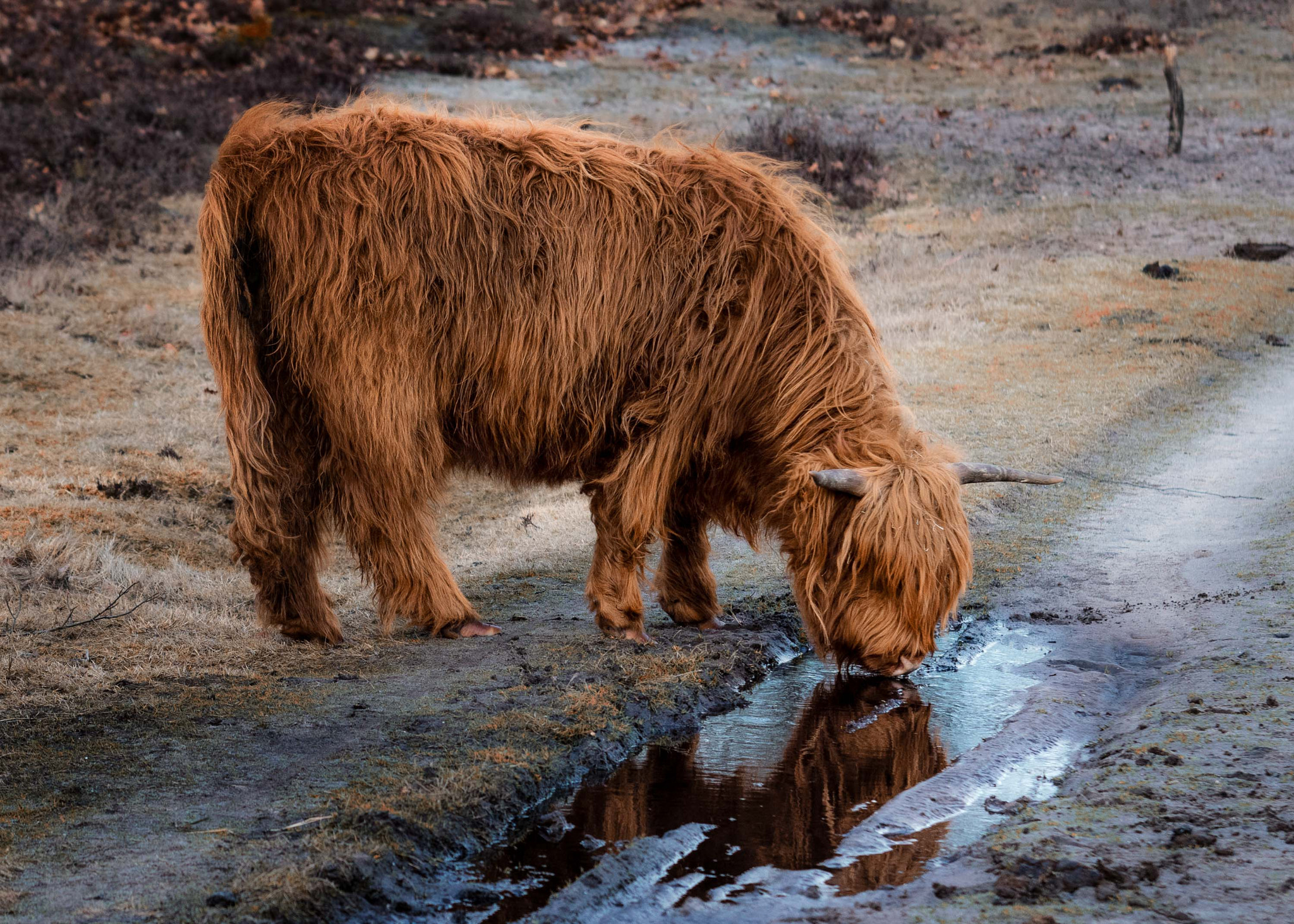 Sigma 70-200mm F2.8 EX DG Macro HSM II sample photo. Highlander photography