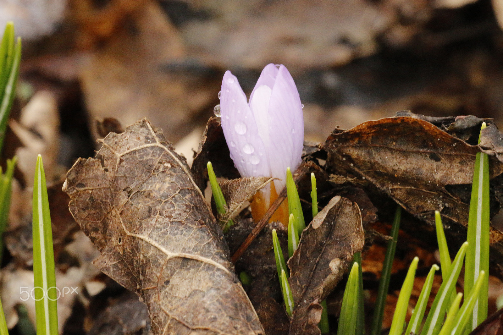 Sigma APO Macro 180mm F2.8 EX DG OS HSM sample photo. The first crocus, springtime photography