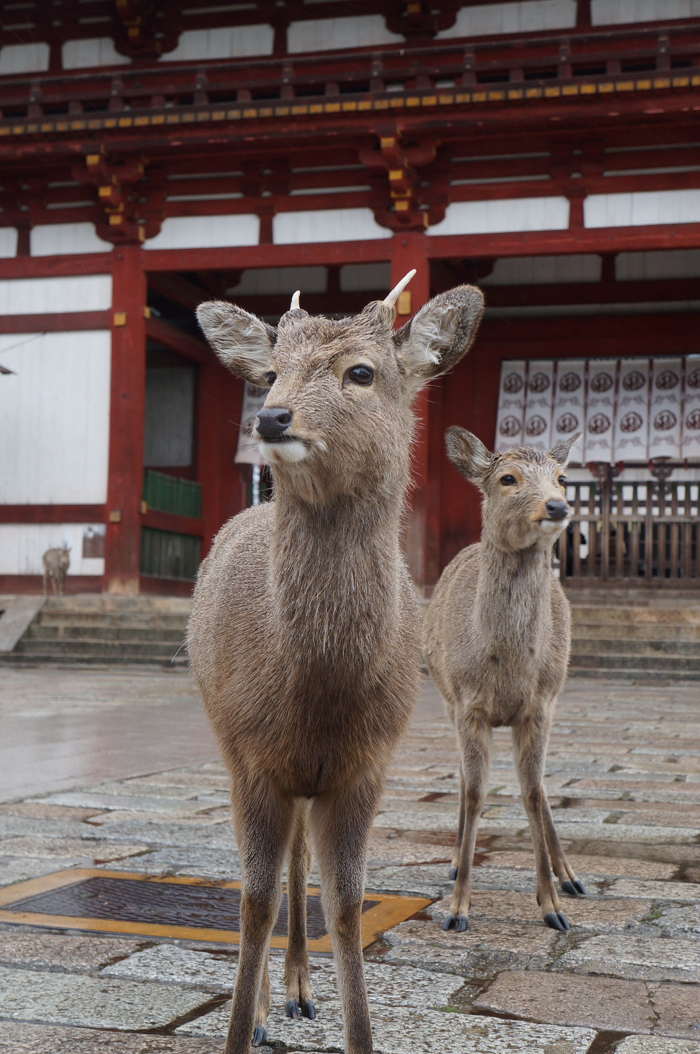 Sony Alpha NEX-F3 + Sony E 18-55mm F3.5-5.6 OSS sample photo. Deer photography