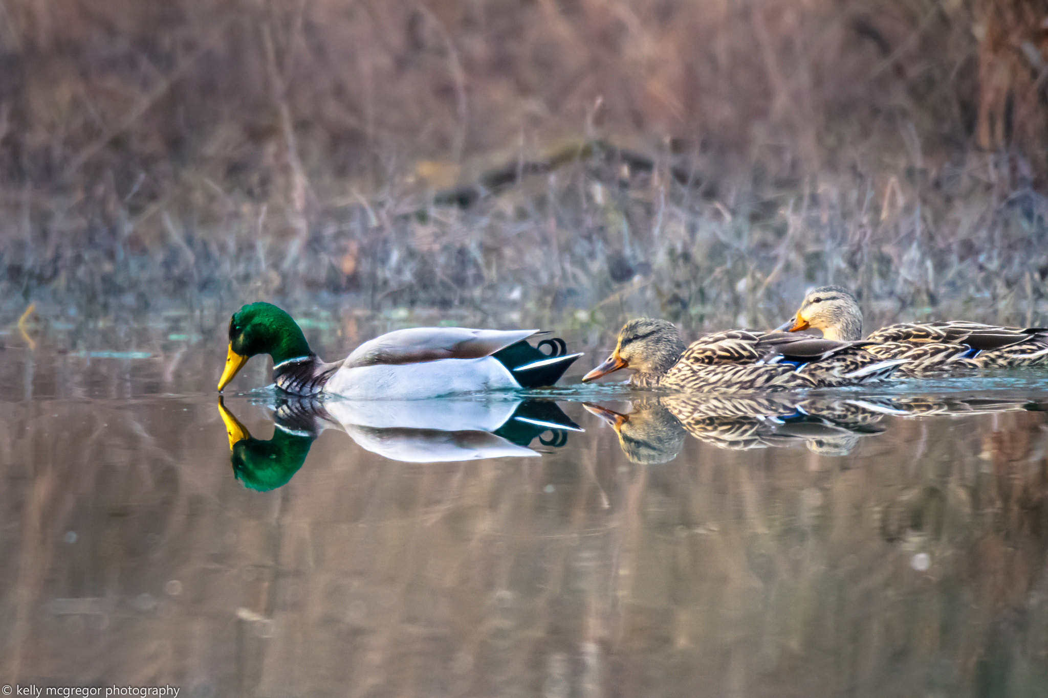 Canon EOS 50D sample photo. Reflecting photography