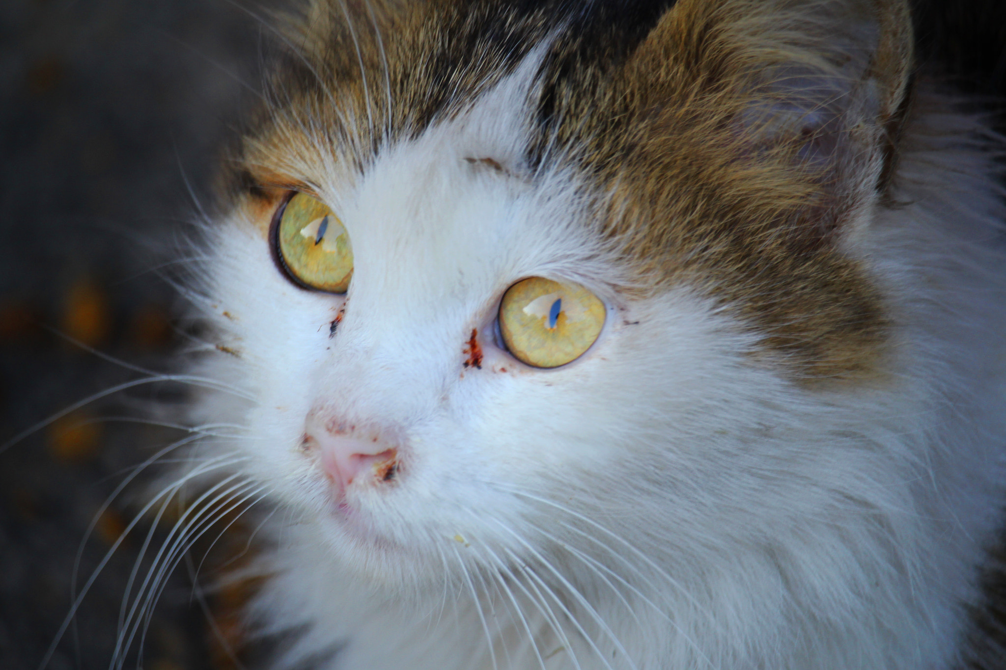 Canon EF-S 55-250mm F4-5.6 IS STM sample photo. Img photography