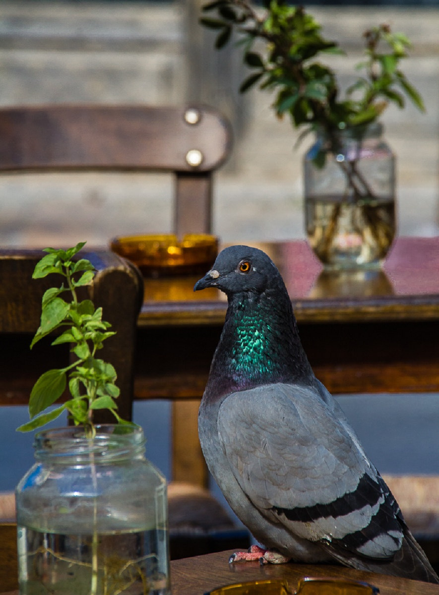 Sigma 18-250mm F3.5-6.3 DC OS HSM sample photo. No fear photography