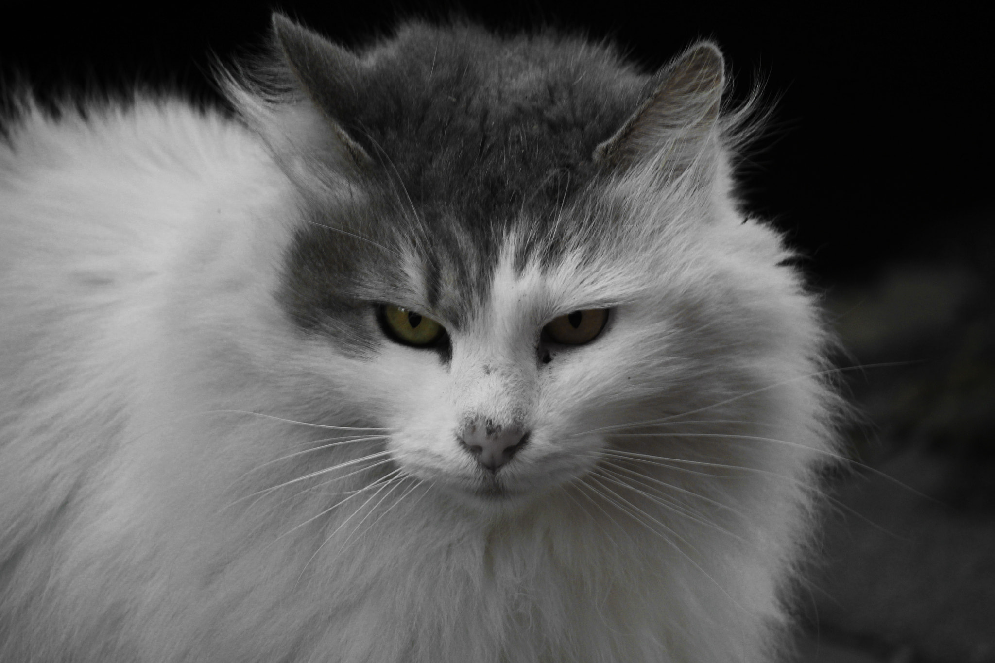 Canon EF-S 55-250mm F4-5.6 IS STM sample photo. Img photography