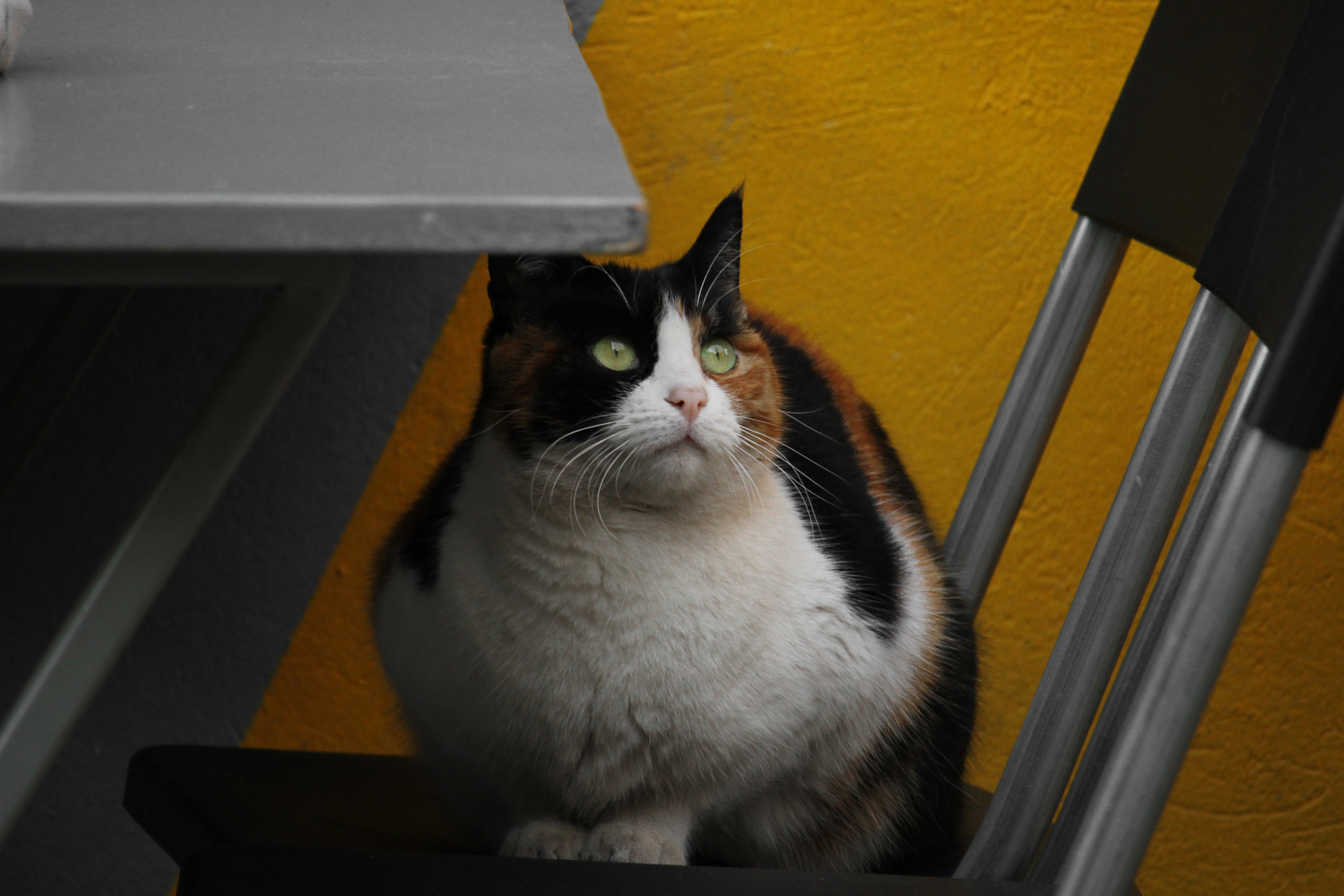 Canon EF-S 55-250mm F4-5.6 IS STM sample photo. Img photography