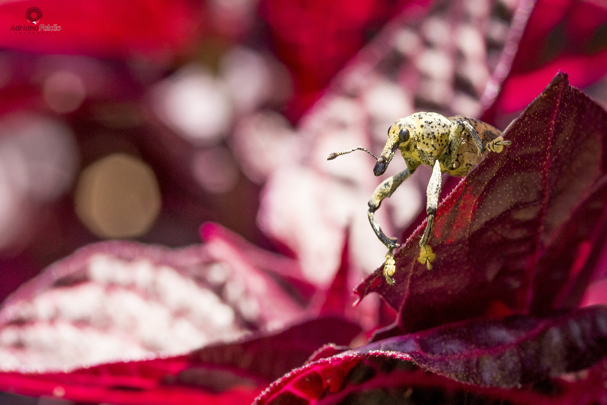 Canon EF-S 60mm F2.8 Macro USM sample photo