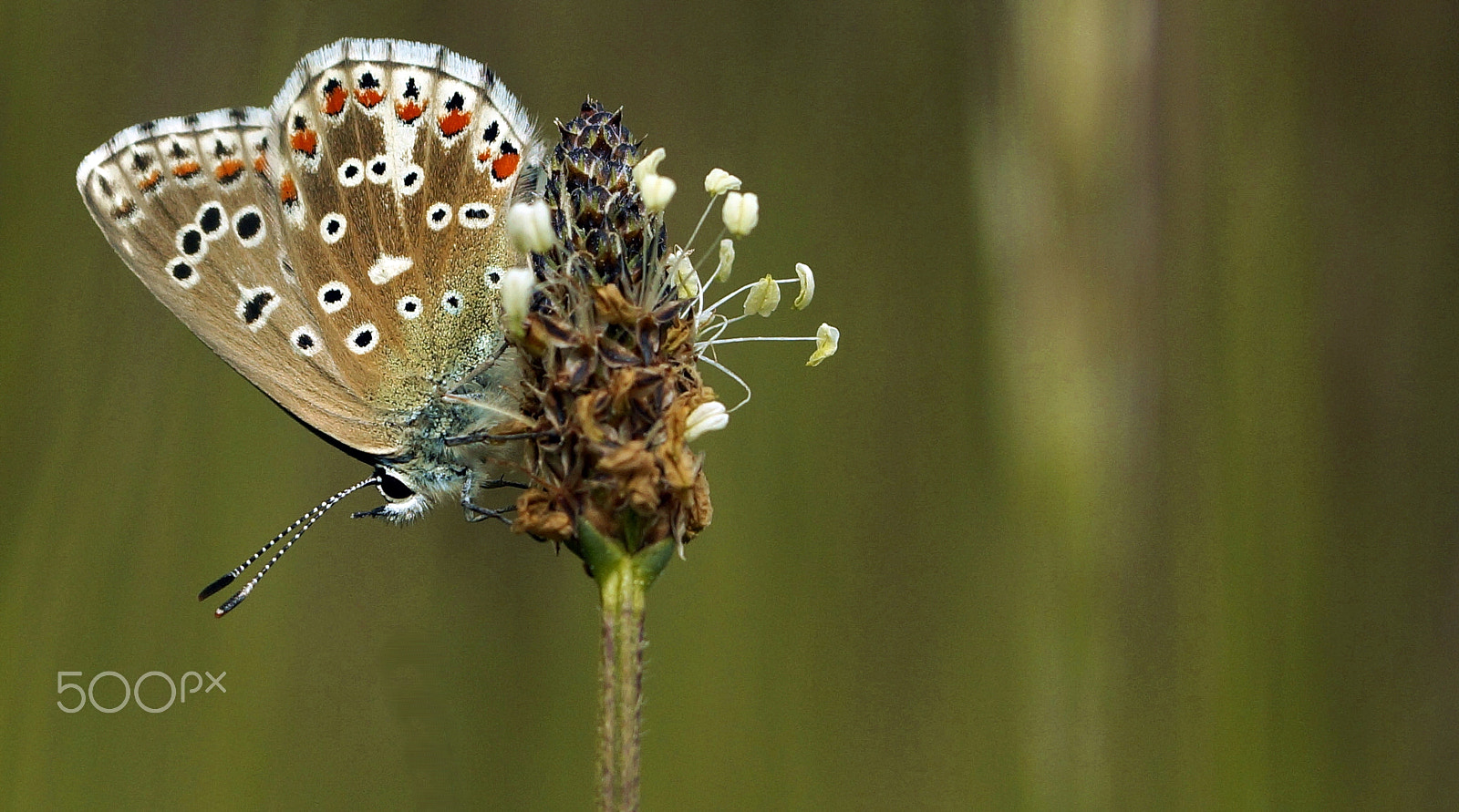 90mm F2.8 Macro SSM sample photo. Polyommatus bellargus photography