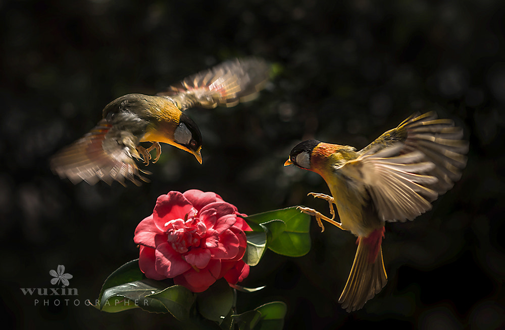 AF DC-Nikkor 135mm f/2D sample photo
