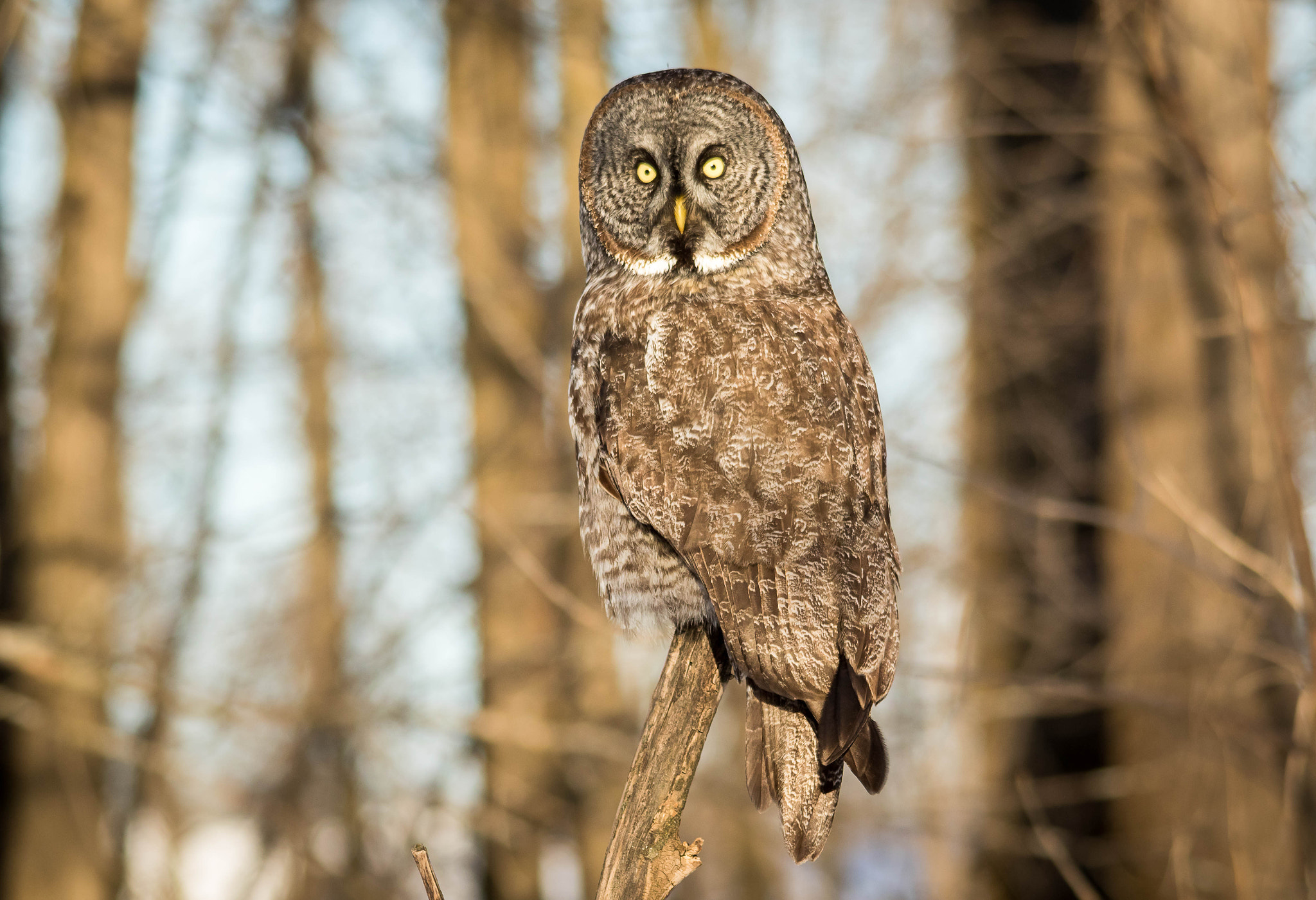 Sigma 150-500mm F5-6.3 DG OS HSM sample photo. Qa photography