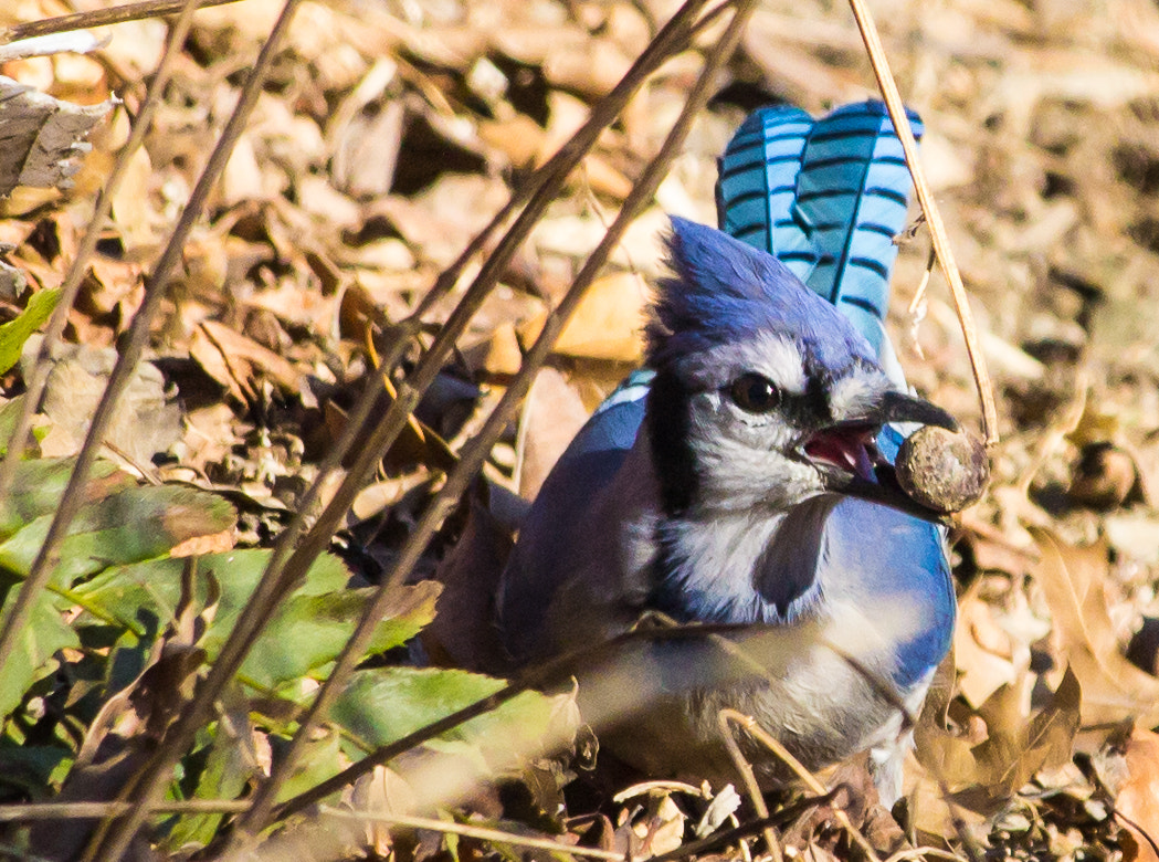 Canon EOS 600D (Rebel EOS T3i / EOS Kiss X5) + Canon EF-S 55-250mm F4-5.6 IS STM sample photo. Blue jay in central park photography