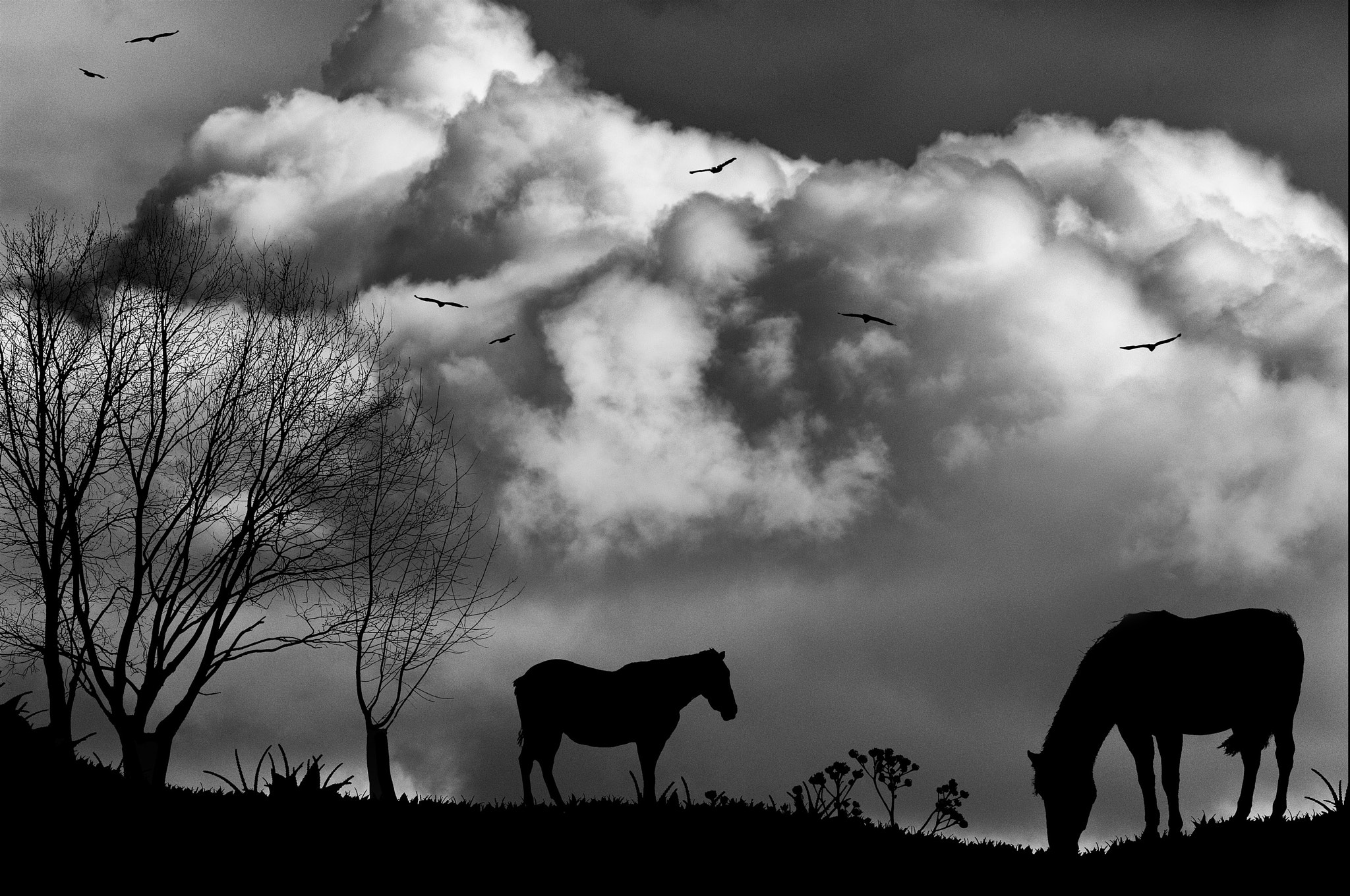 Sigma 150-500mm F5-6.3 DG OS HSM sample photo. Caballos photography
