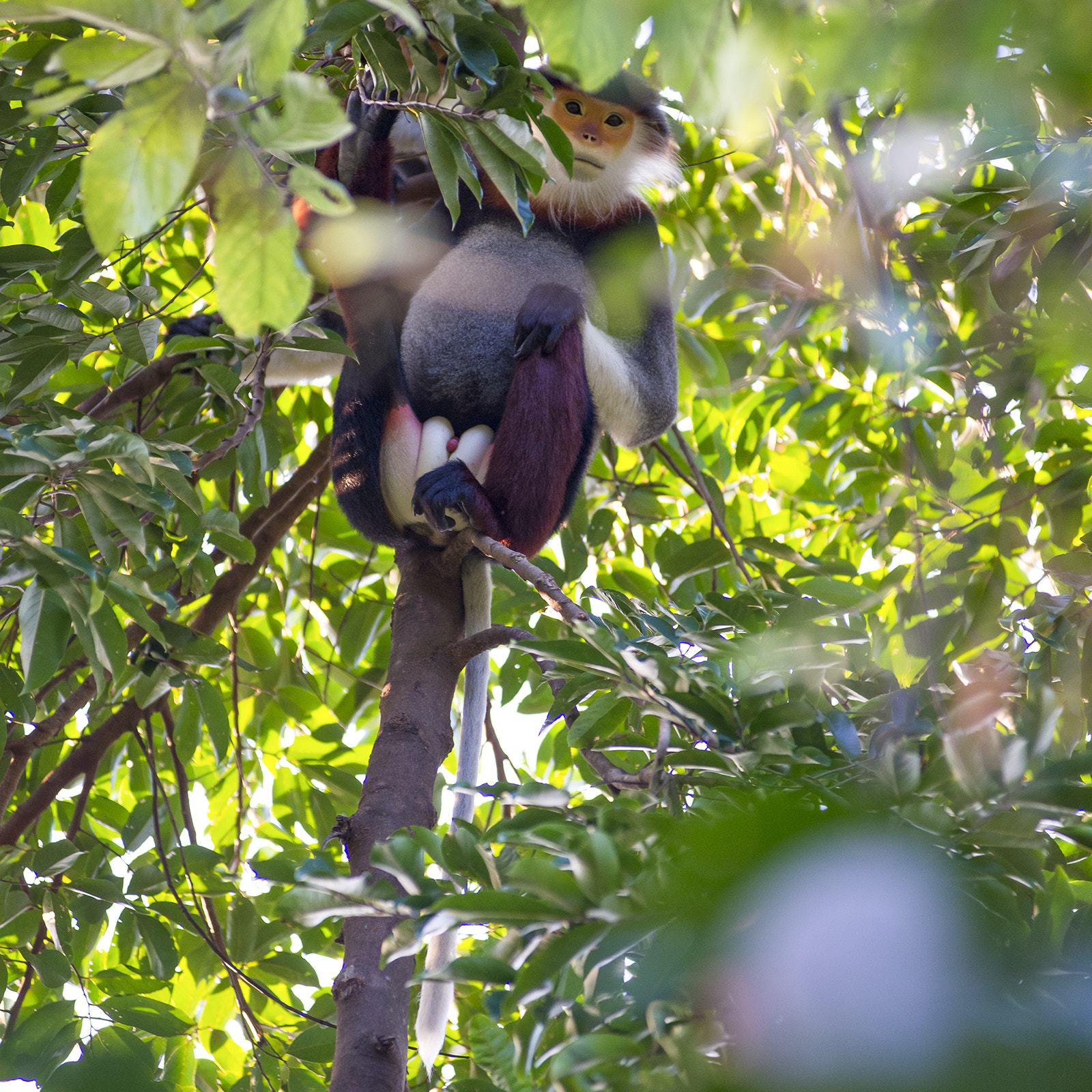 Nikon AF-Nikkor 80-200mm F2.8D ED sample photo. Pygathrix nemaeus photography